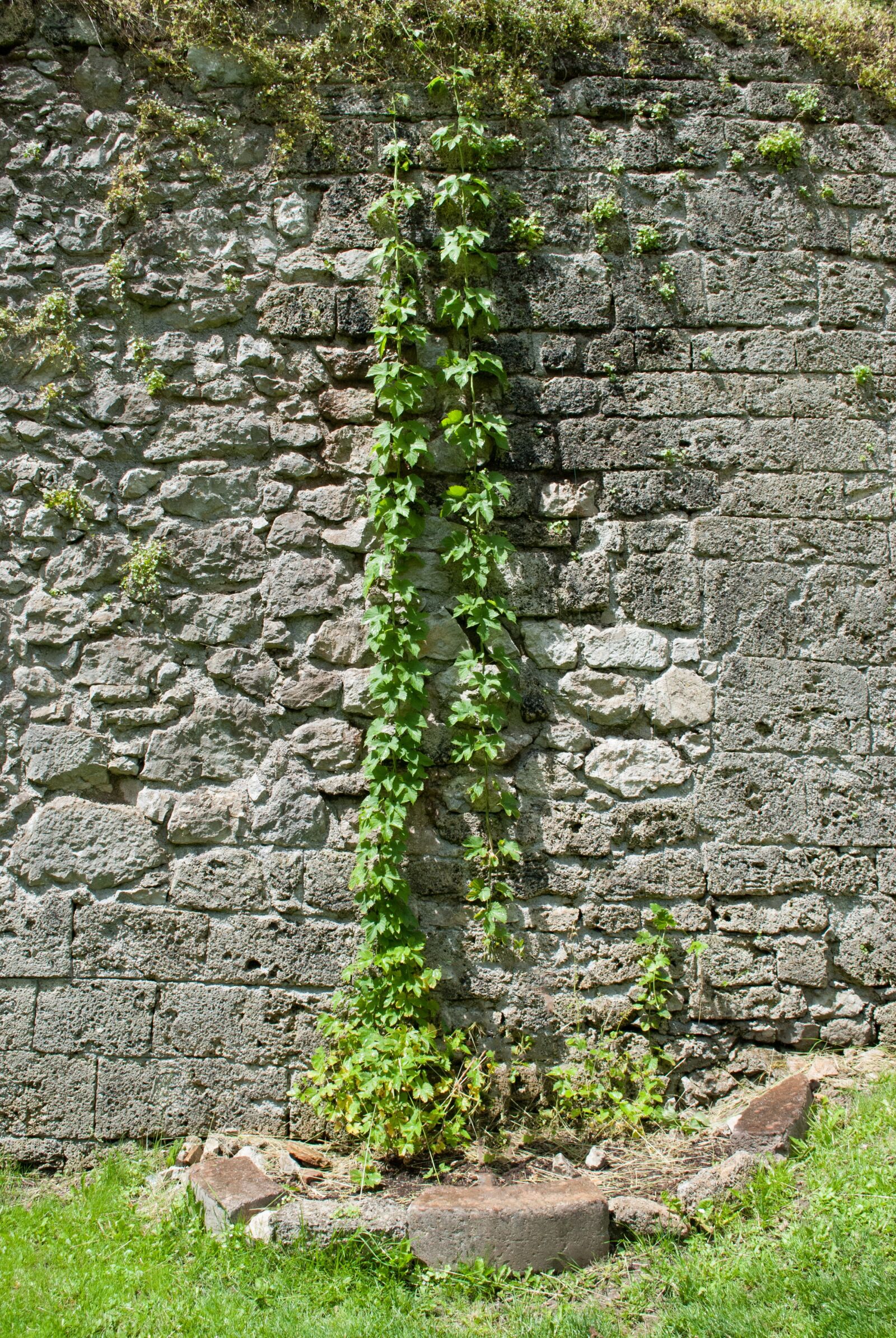 Nikon D60 sample photo. Climber plant, plant, stone photography