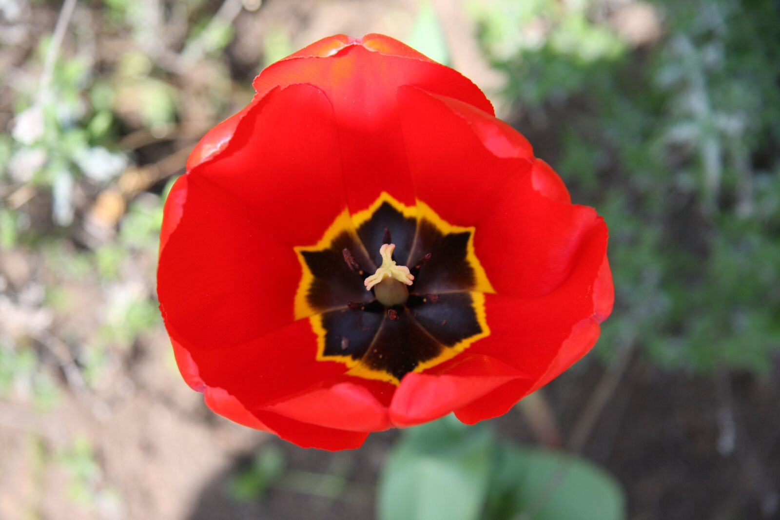 Canon EOS 40D sample photo. Tulip, blossom, bloom photography