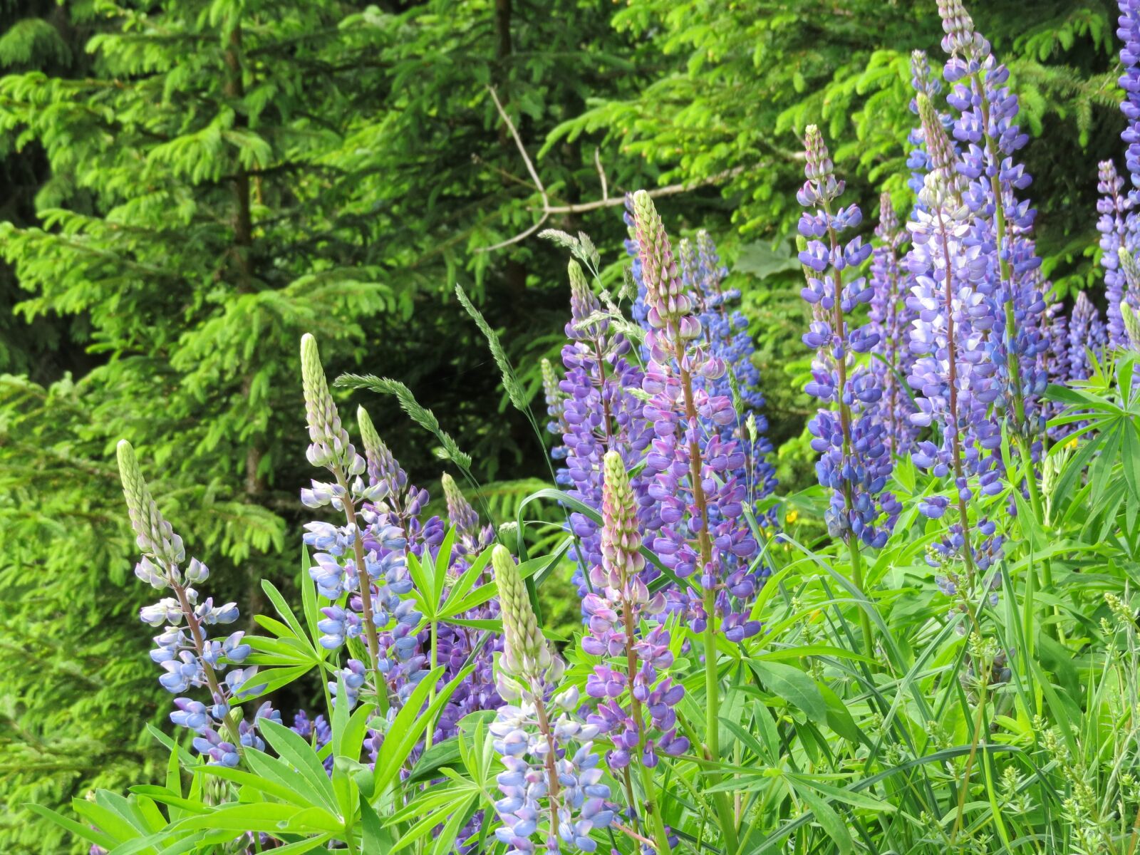 Canon PowerShot SX50 HS sample photo. Flowers, nature, purple photography