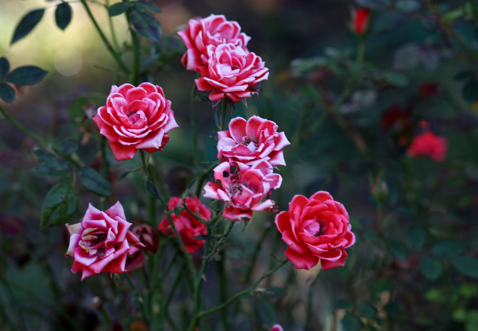 Canon EOS 700D (EOS Rebel T5i / EOS Kiss X7i) + Canon EF 85mm F1.8 USM sample photo. Roses, red, dry photography