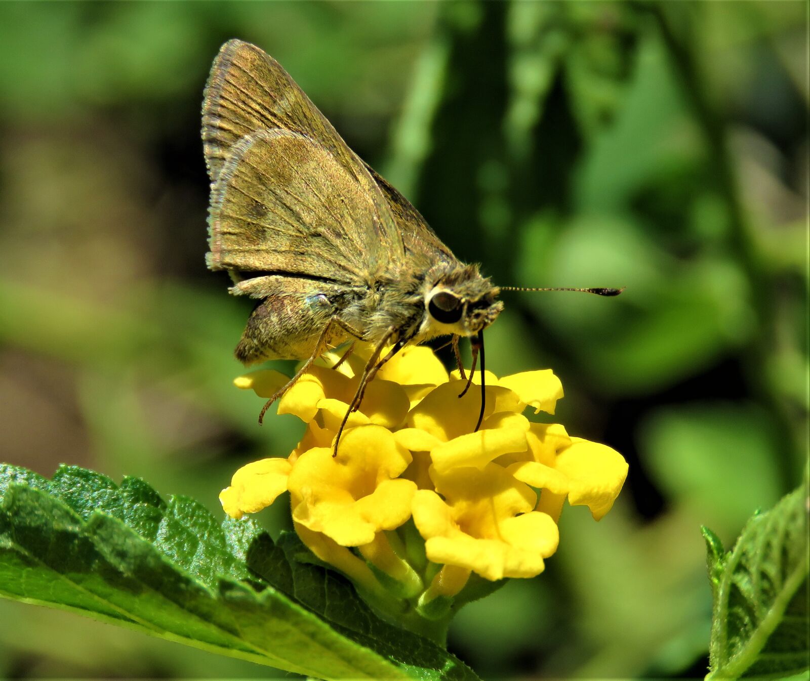 Canon PowerShot SX60 HS sample photo. Moth, flower, fora photography