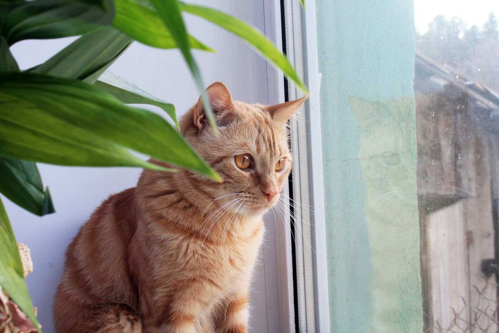 Canon EOS 1100D (EOS Rebel T3 / EOS Kiss X50) sample photo. Animal, nature, cute photography