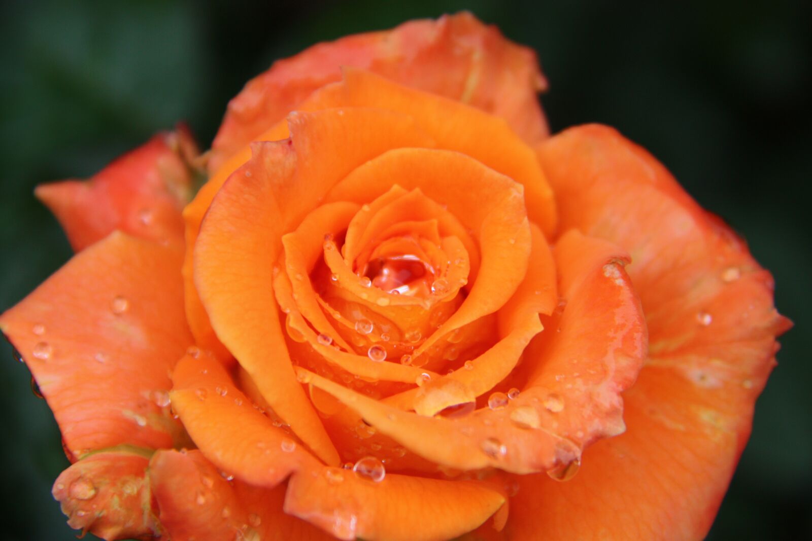 Canon EOS 450D (EOS Rebel XSi / EOS Kiss X2) sample photo. Rose, flower, nature photography
