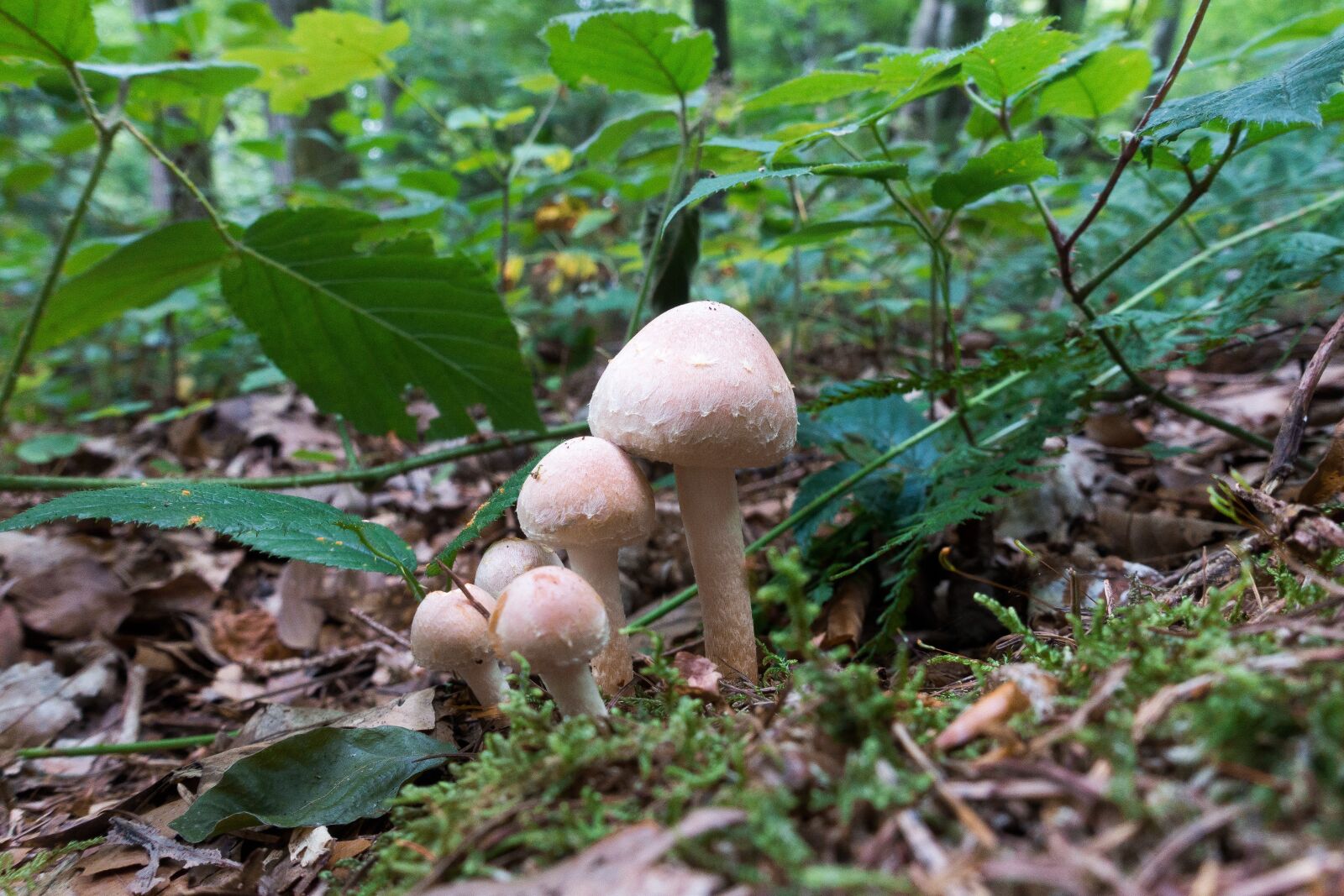 Sony Cyber-shot DSC-RX100 III sample photo. Mushroom, forest, moss photography
