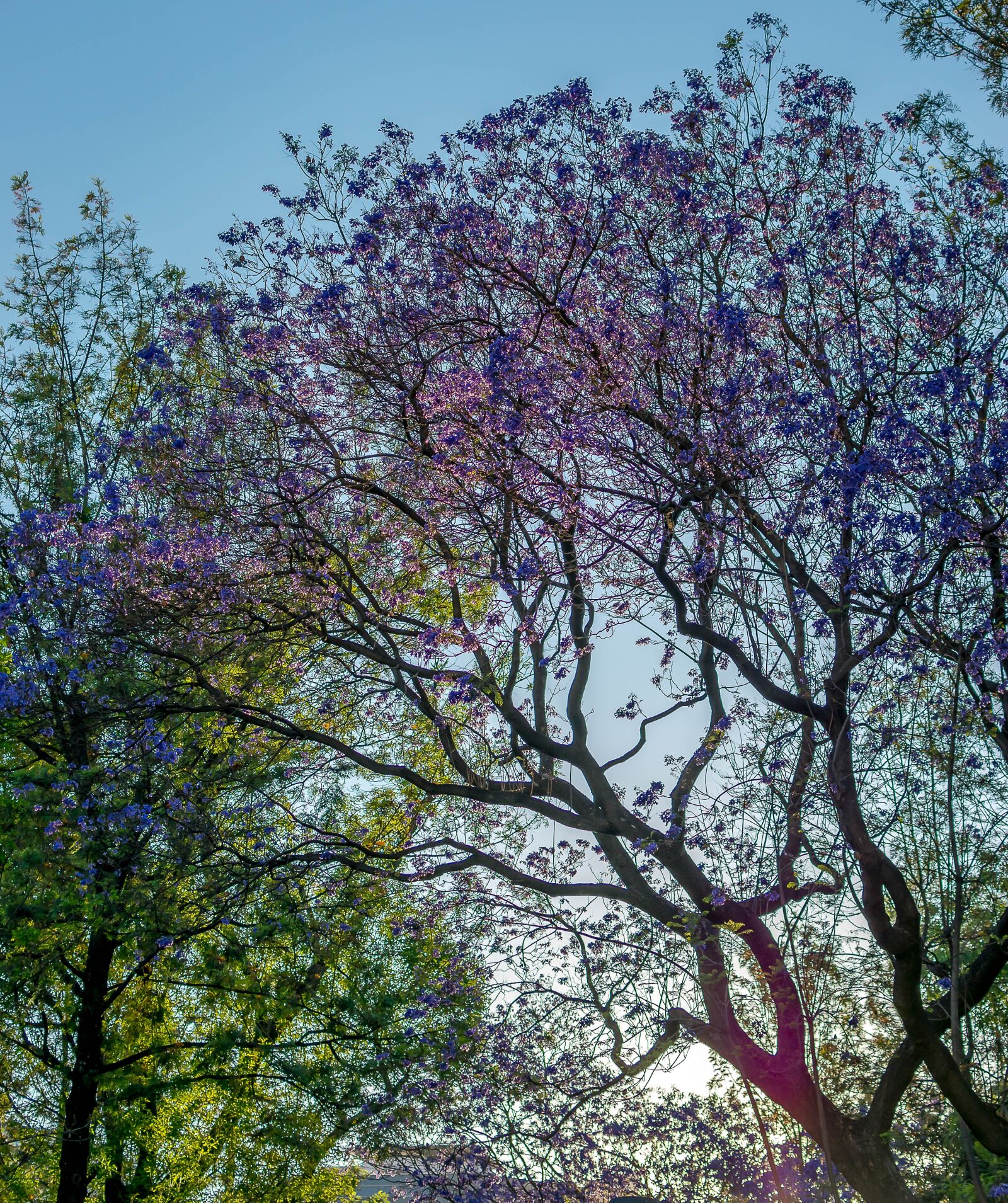 Nikon D5300 sample photo. Nature, forest, sun photography