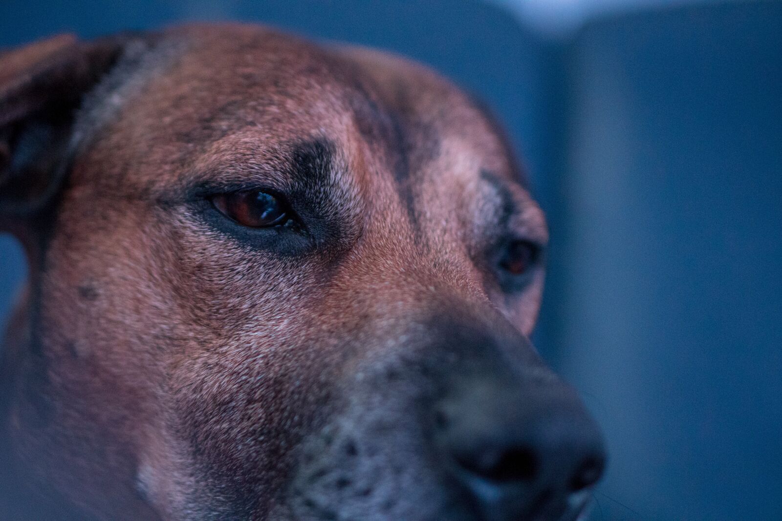 Sony a6300 + E 50mm F1.8 OSS sample photo. Dog, close up, eyes photography