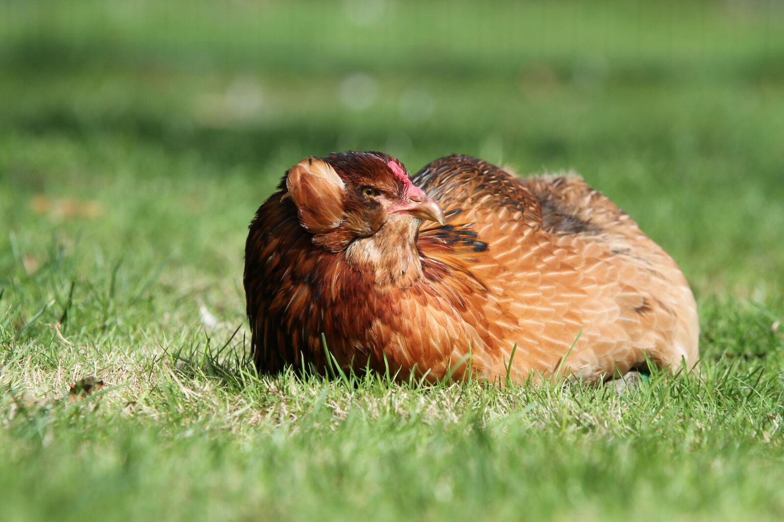Canon EOS 7D sample photo. Hen, chicken, araucana photography