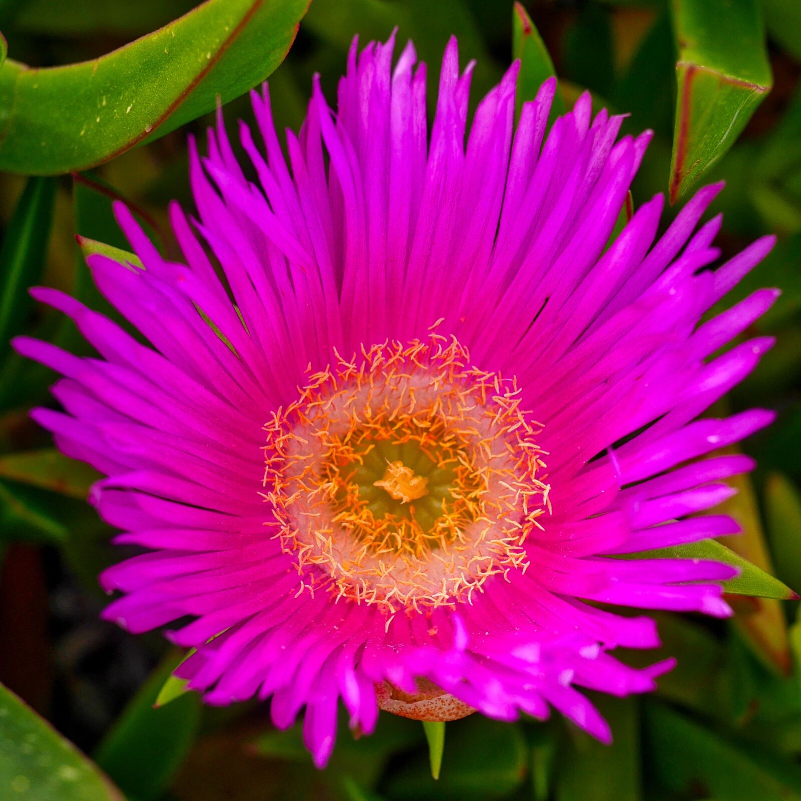 Panasonic Lumix DMC-GX7 sample photo. Plant, nature, flower photography