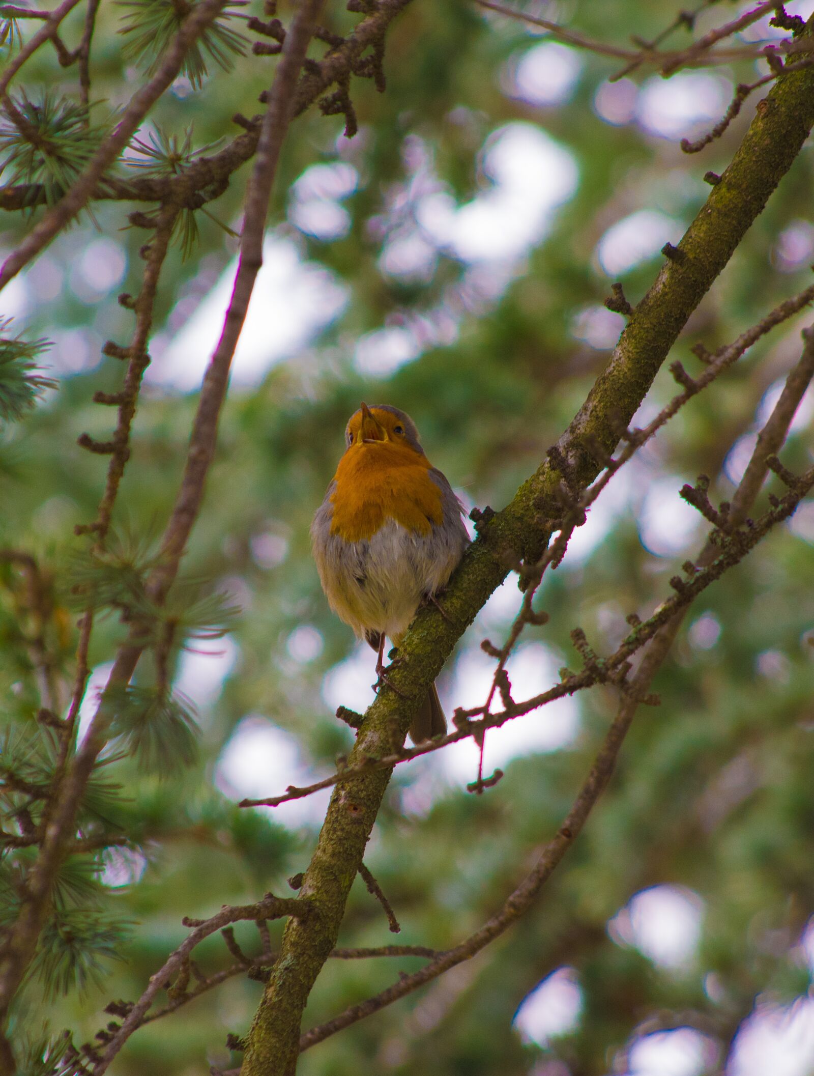 Pentax K-70 sample photo. Robin, sing, singing photography