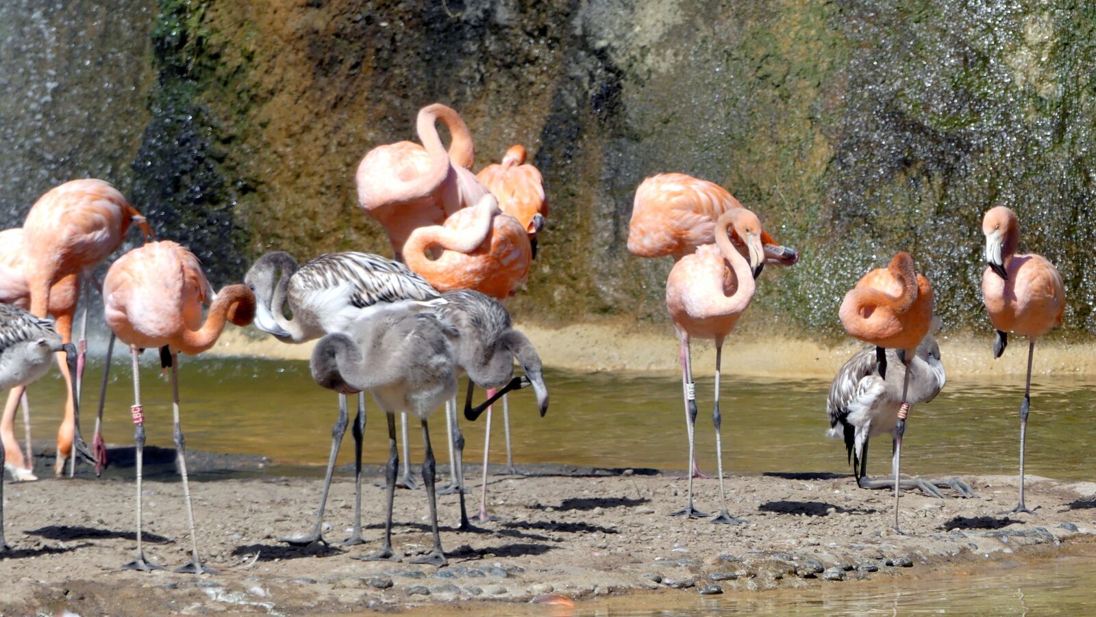 Panasonic Lumix DMC-FZ300 sample photo. Animals, zoo, flamingo photography