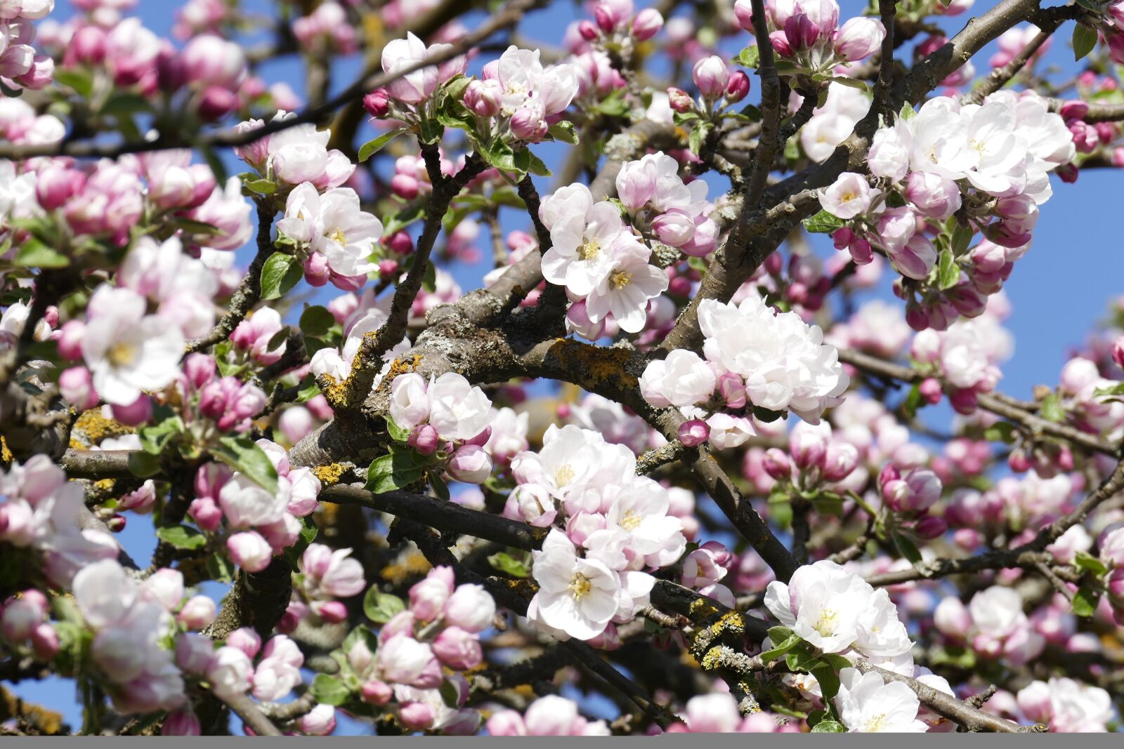 Panasonic Lumix DMC-FZ1000 sample photo. Apple blossoms, bl tenmeer photography
