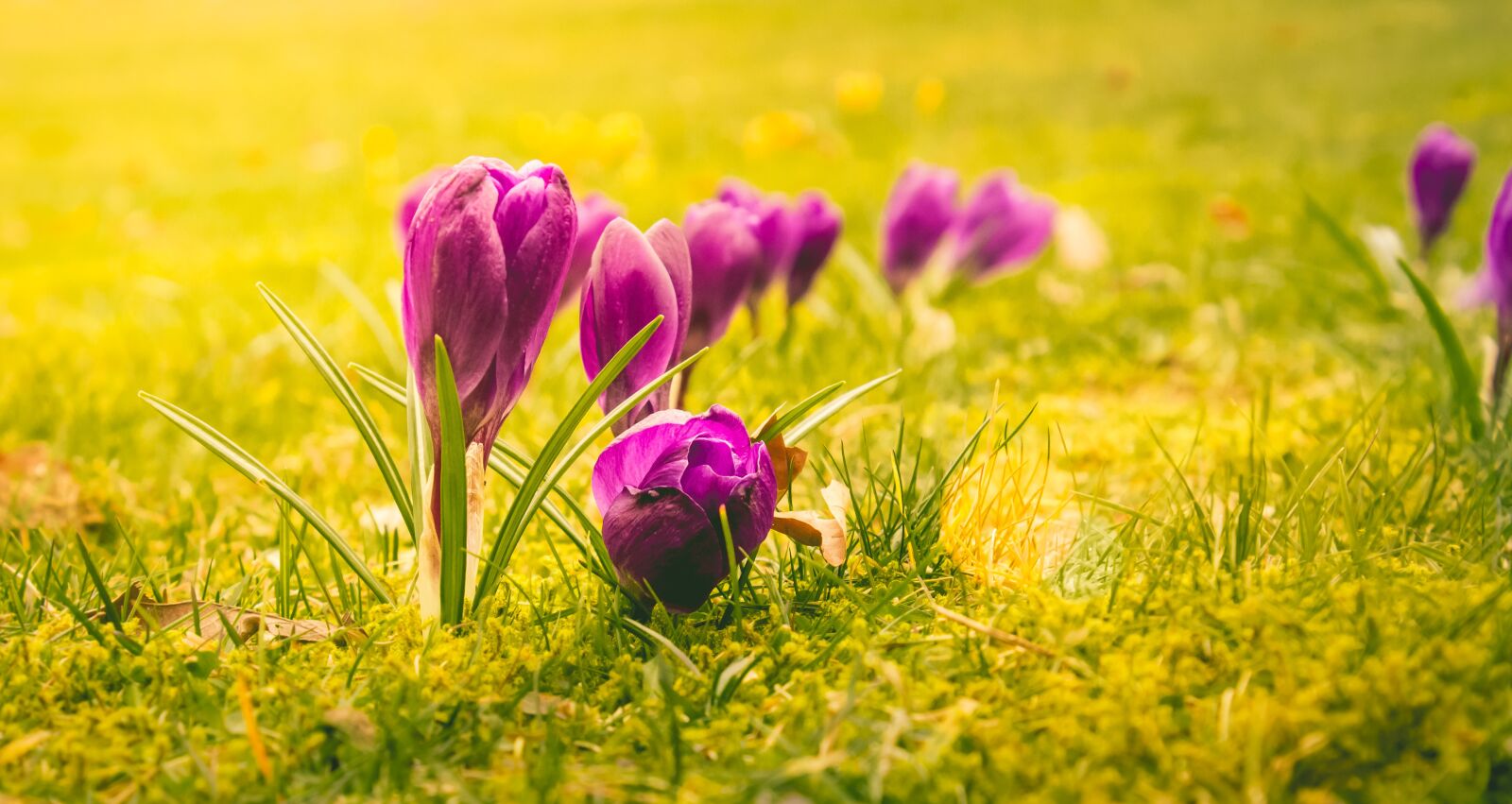 Canon EOS 600D (Rebel EOS T3i / EOS Kiss X5) sample photo. Flower, crocus, blossom photography