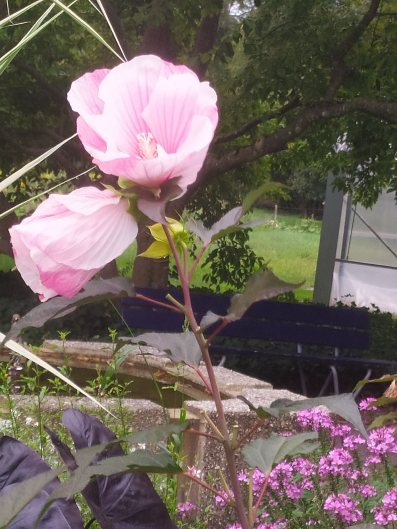 Xiaomi Redmi Note 7 sample photo. Nature, summer, flowers photography
