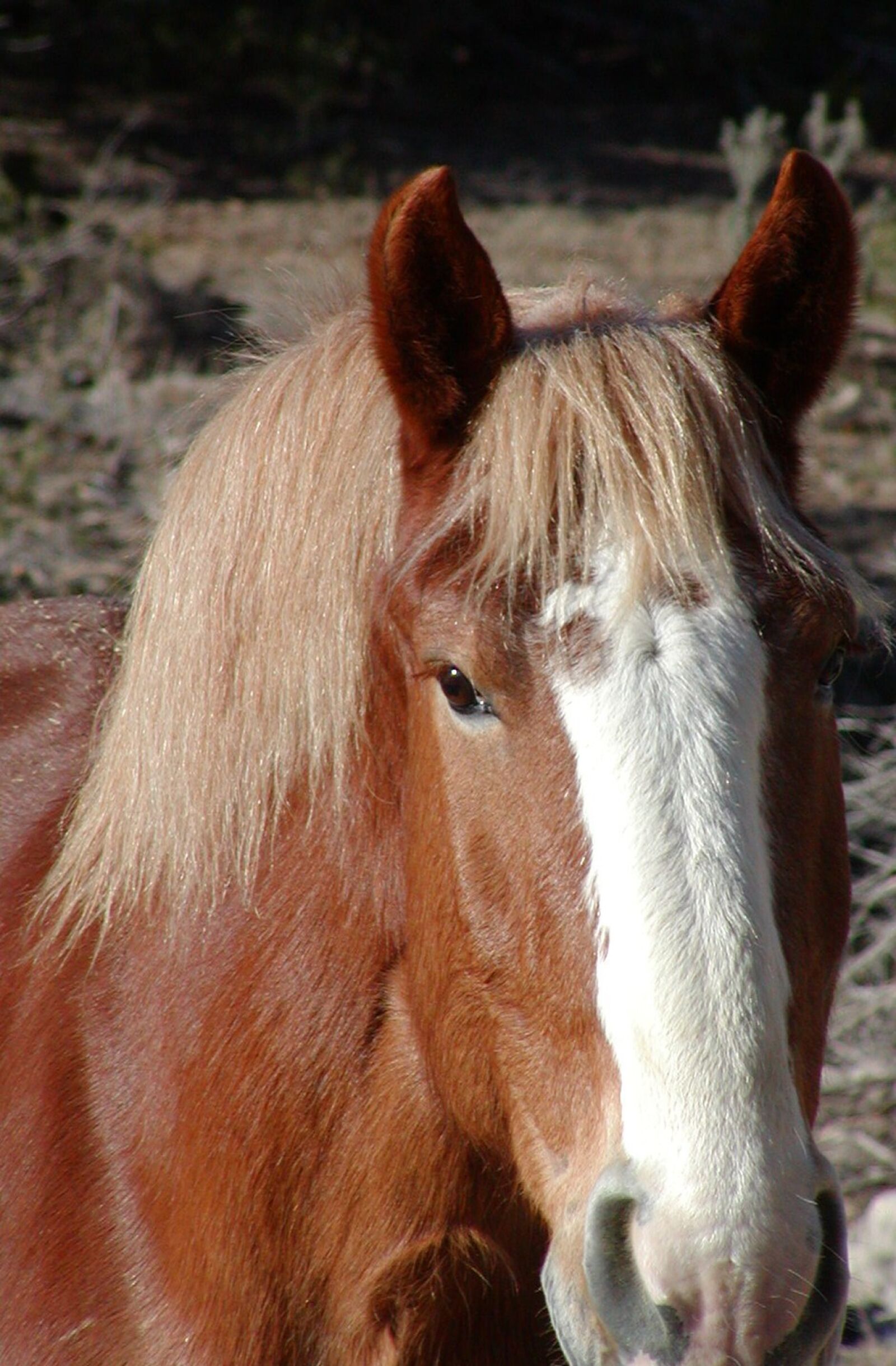 Olympus C700UZ sample photo. Horse, equine, equestrian photography