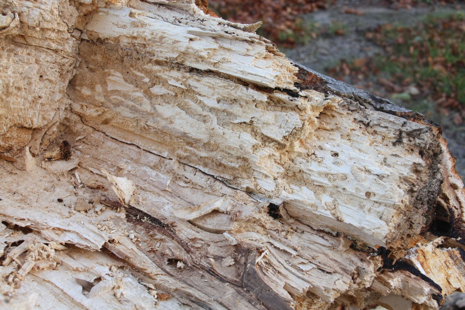 Canon EOS 450D (EOS Rebel XSi / EOS Kiss X2) sample photo. Wood, fungus, rot photography