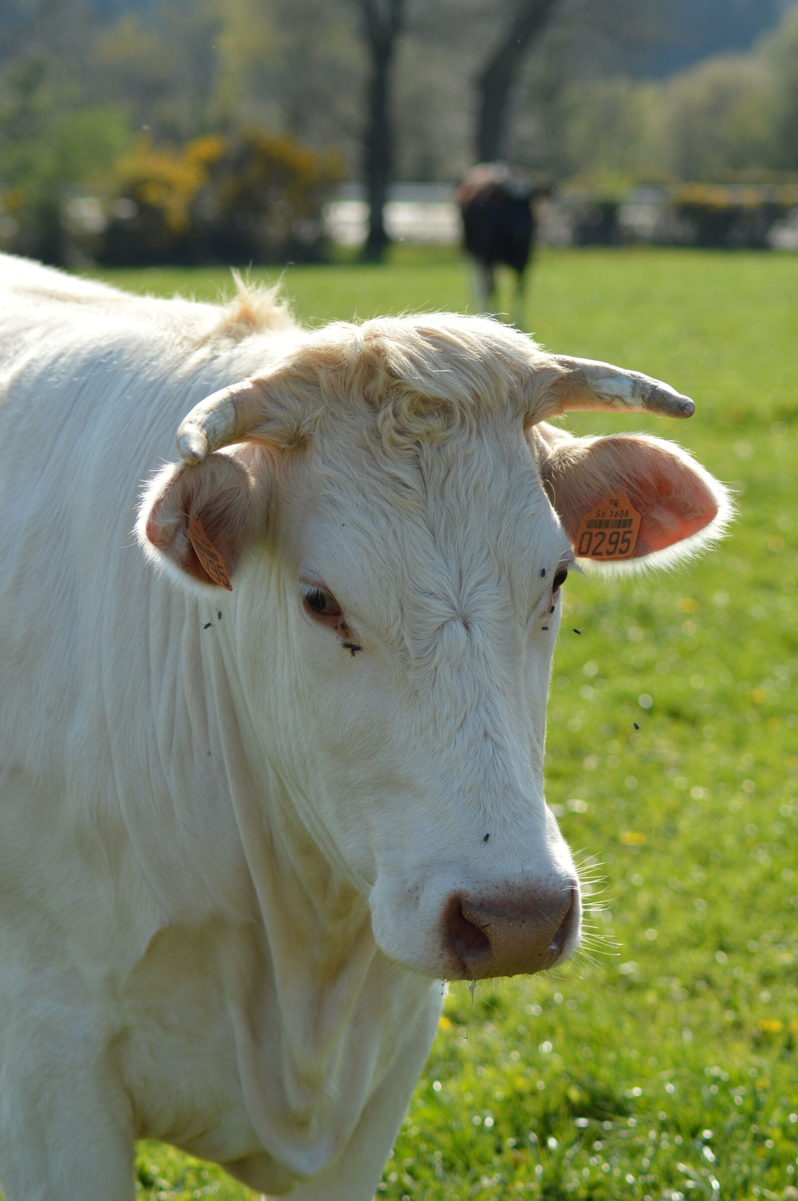 Nikon D3200 sample photo. Cow, field, head photography