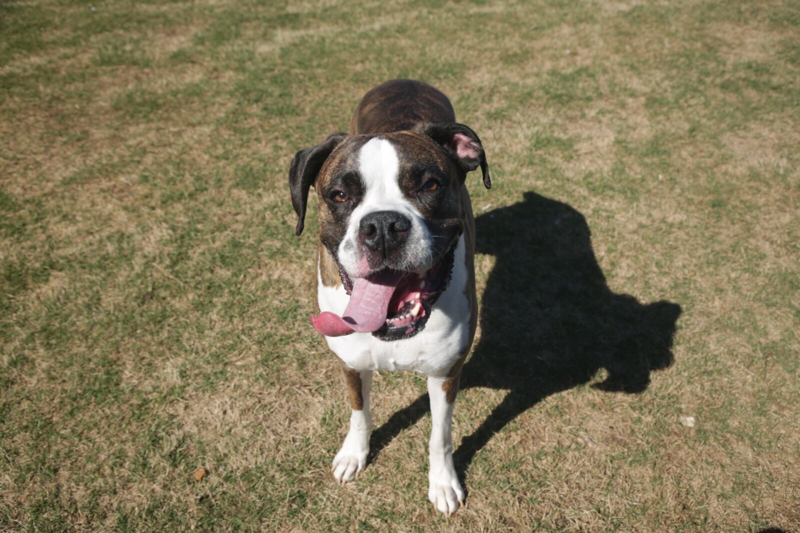 Canon EF 24-105mm F4L IS USM sample photo. Dog, boxer, boxer dog photography