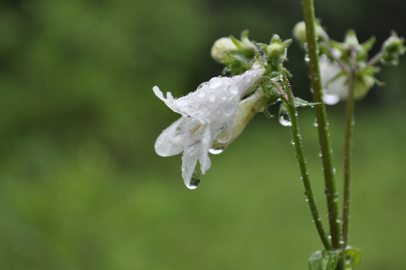 Nikon D5000 sample photo. Spring, rain, dewdrops photography
