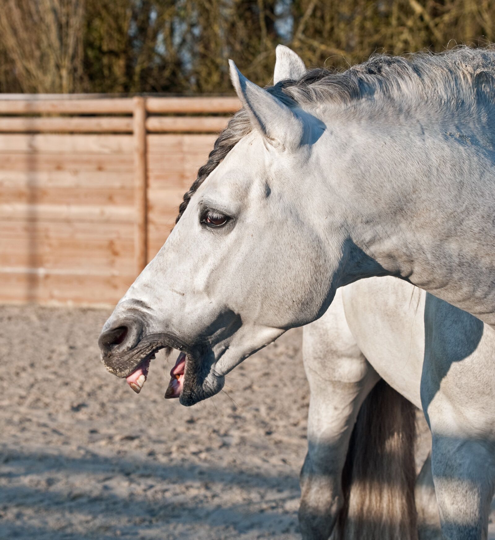 Nikon D300 sample photo. Horse, neigh, head photography