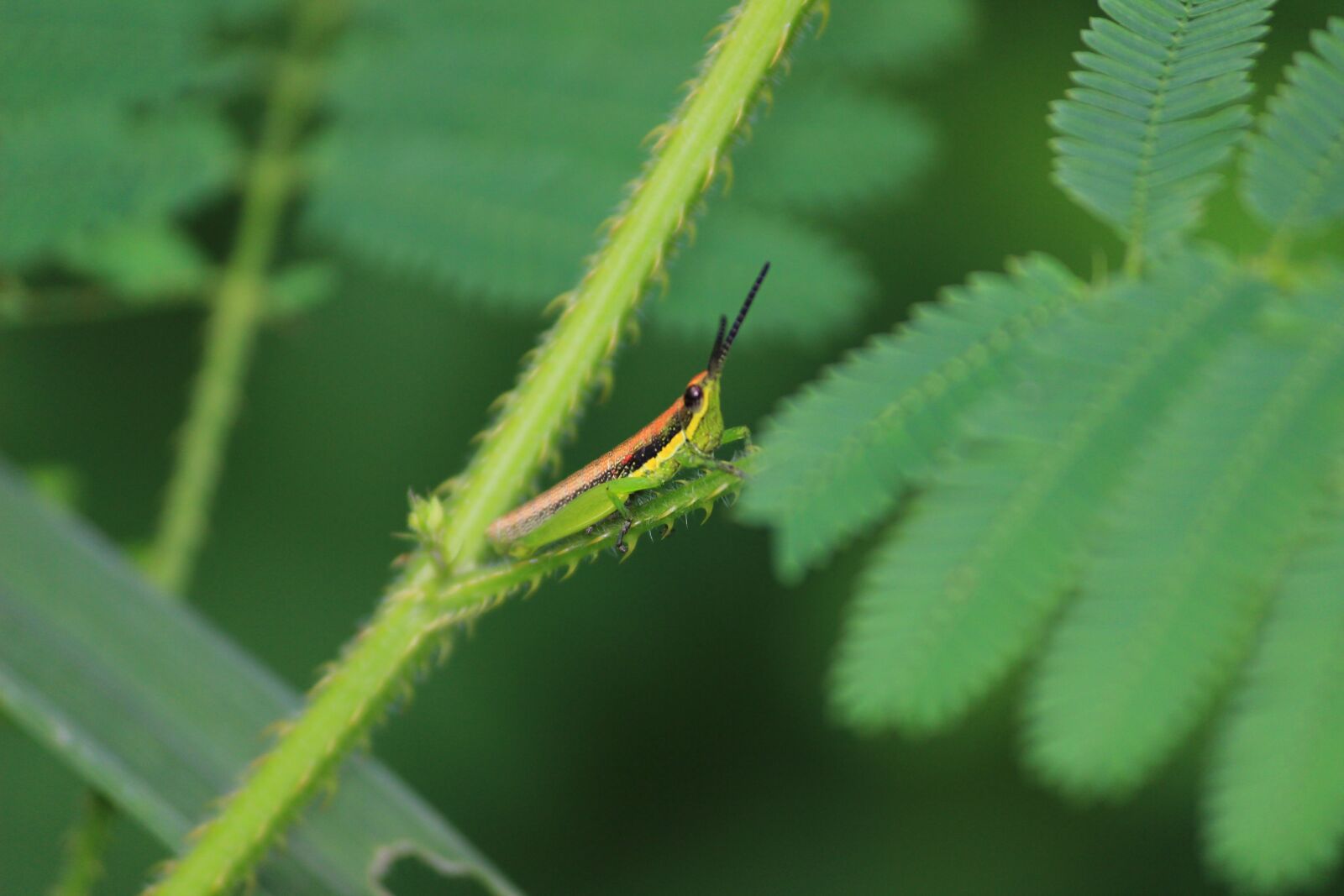 Canon EOS 600D (Rebel EOS T3i / EOS Kiss X5) sample photo. Insect, bug, nature photography