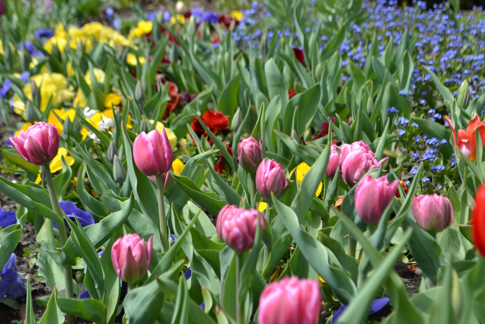 Nikon D3100 sample photo. Flowers, gardens, flower photography