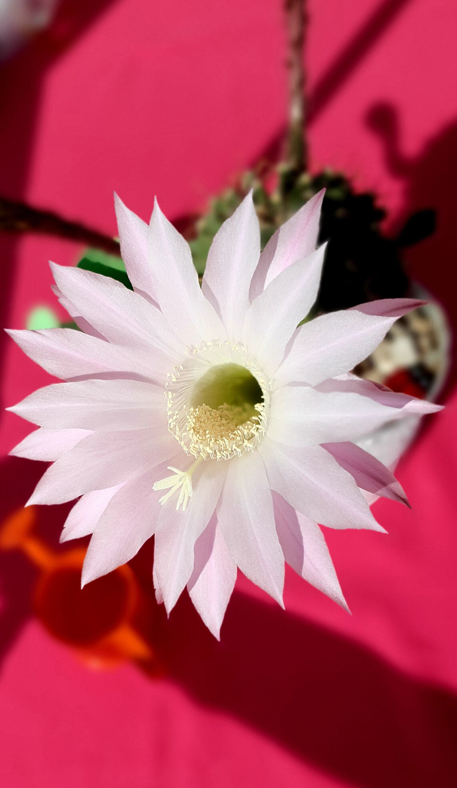 Samsung Galaxy S10e sample photo. Cactus, flower, pollen photography