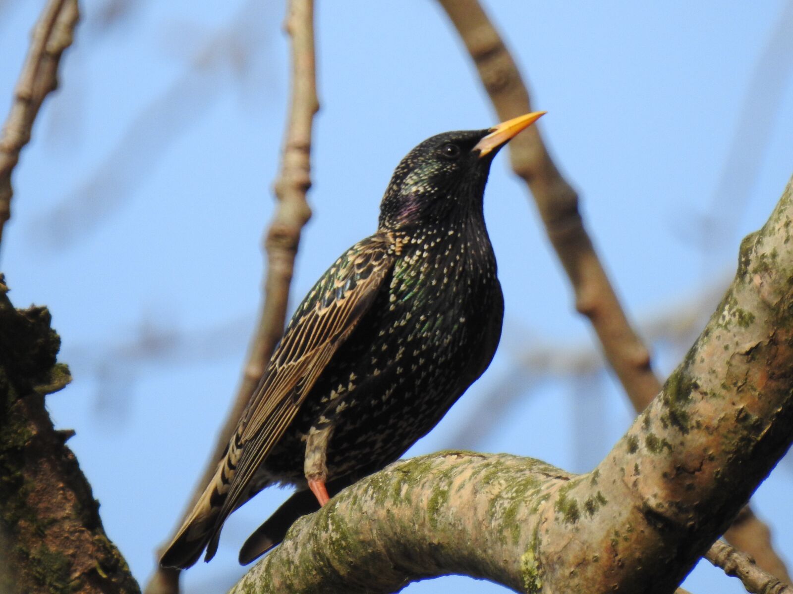 Nikon Coolpix P900 sample photo. Birds, nature, tree photography