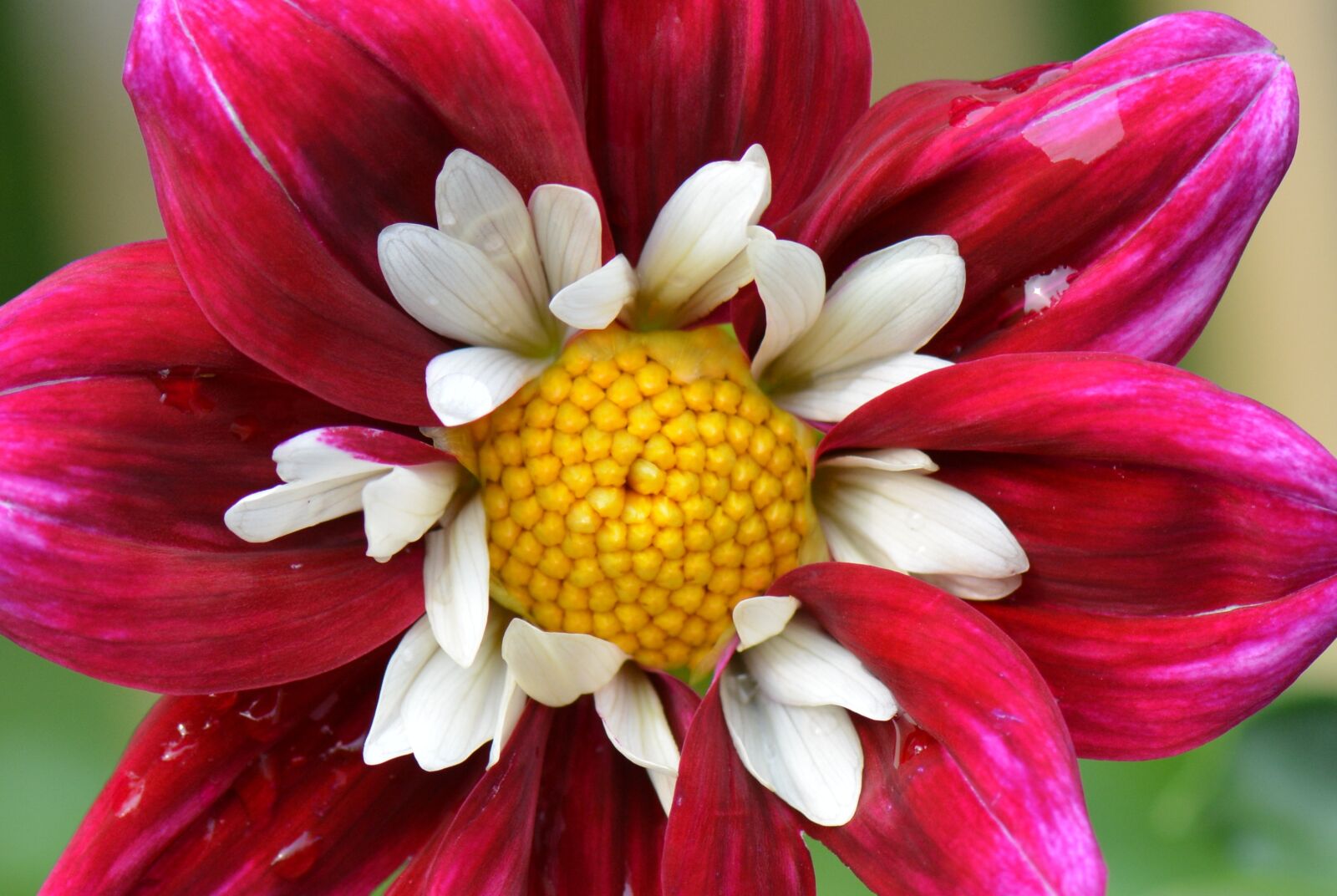 Nikon D5200 sample photo. Flower, nature, dahlia photography