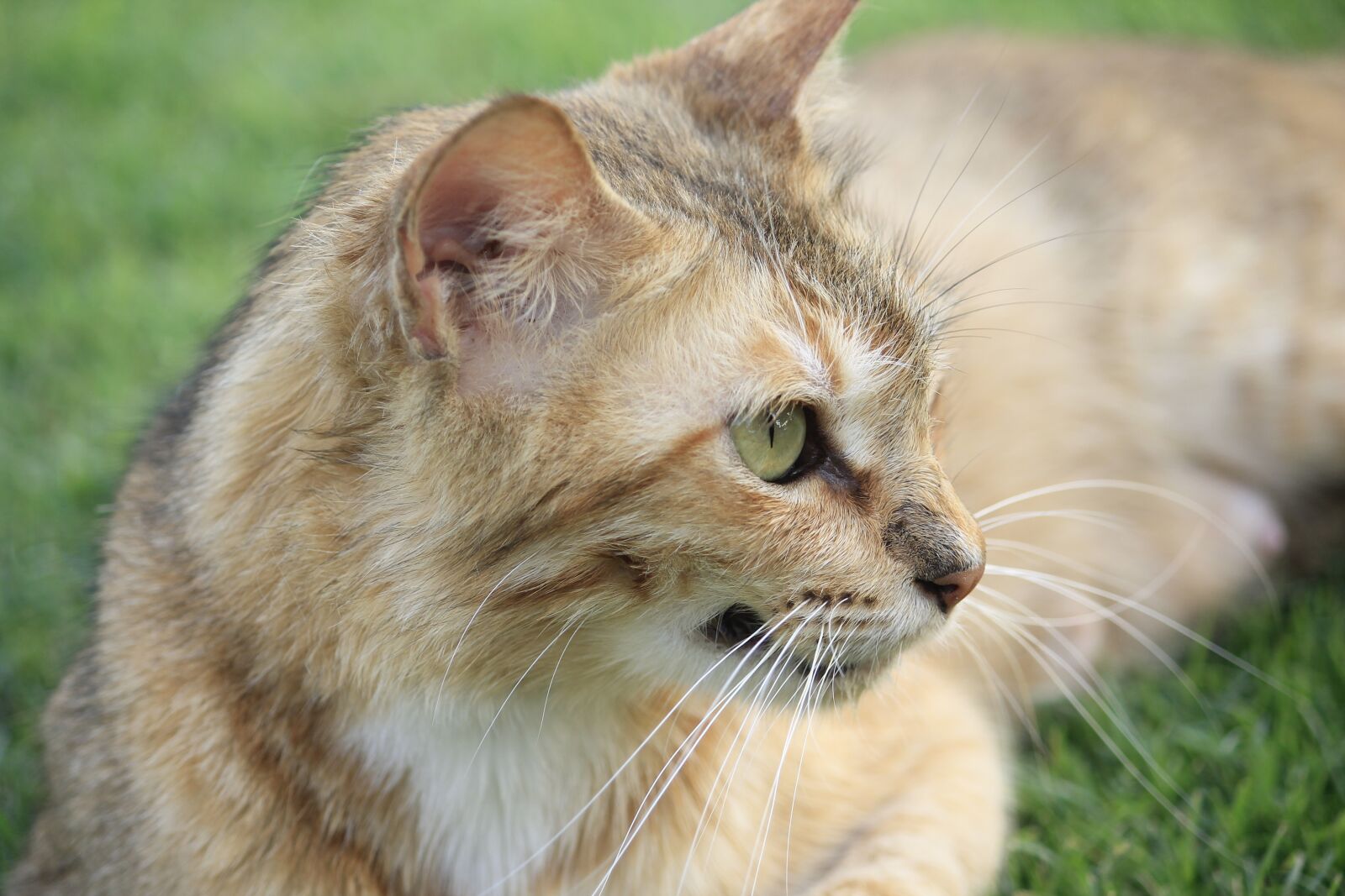 Canon EOS 1100D (EOS Rebel T3 / EOS Kiss X50) sample photo. Animals, cat, feline photography