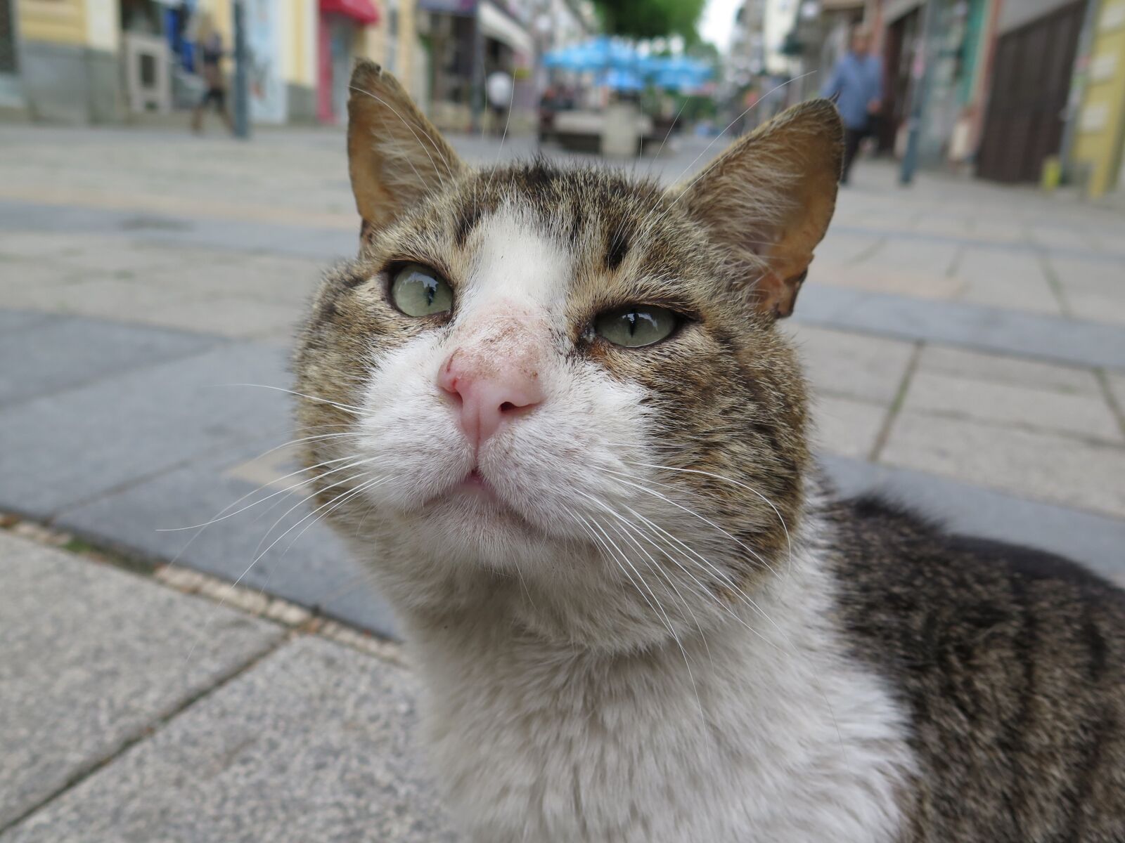 Canon PowerShot G16 sample photo. Cat, tomcat, pet photography