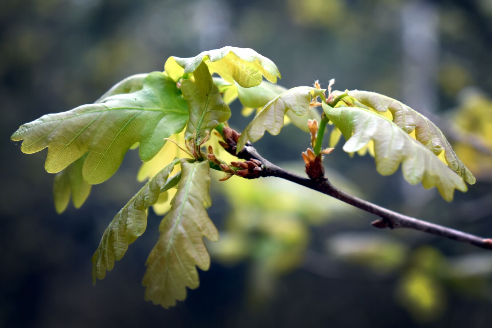 Nikon D3400 sample photo. Oak, forest, nature photography