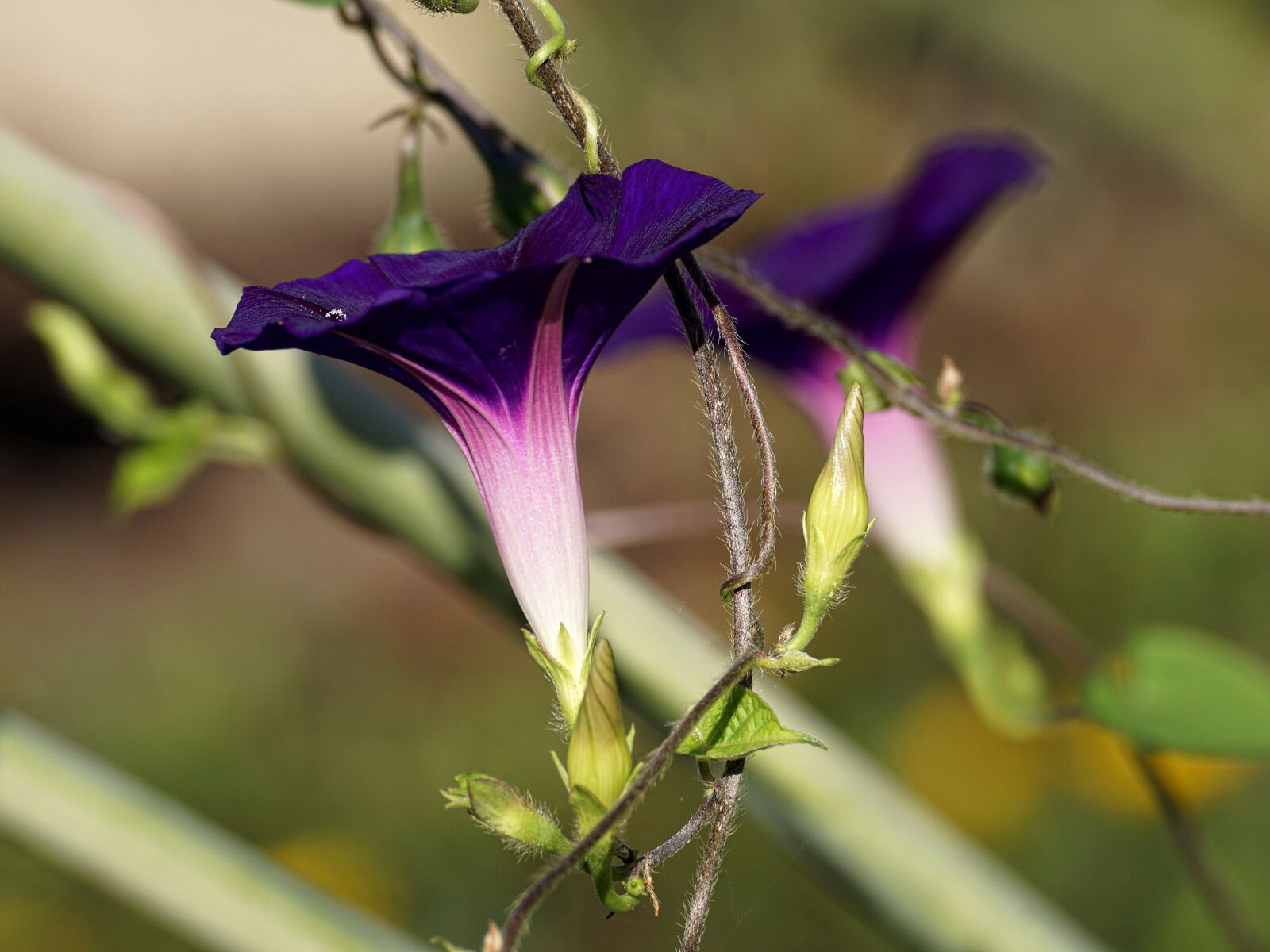 Sony DT 55-300mm F4.5-5.6 SAM sample photo. Superb thread, violet, climber photography