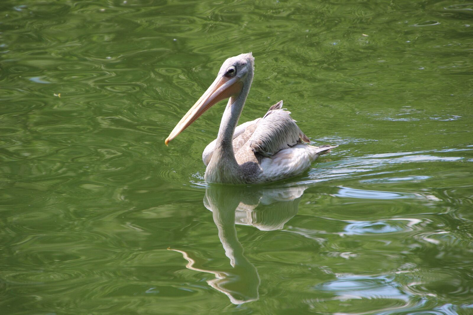Canon EOS 600D (Rebel EOS T3i / EOS Kiss X5) sample photo. Pelican, swimming, water bird photography