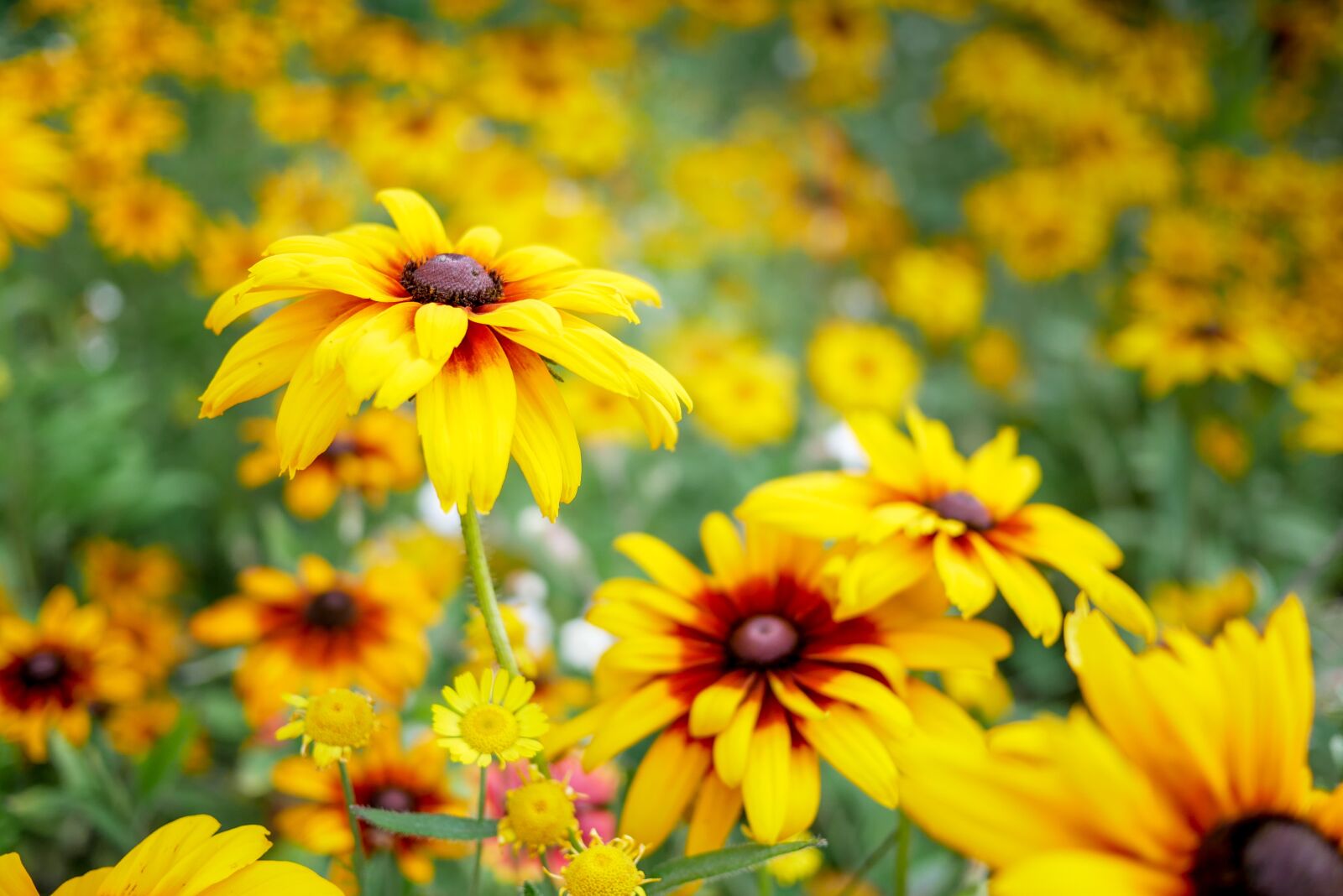 Panasonic Lumix DMC-GX85 (Lumix DMC-GX80 / Lumix DMC-GX7 Mark II) + LUMIX G 20/F1.7 II sample photo. Yellow, flowers, nature photography