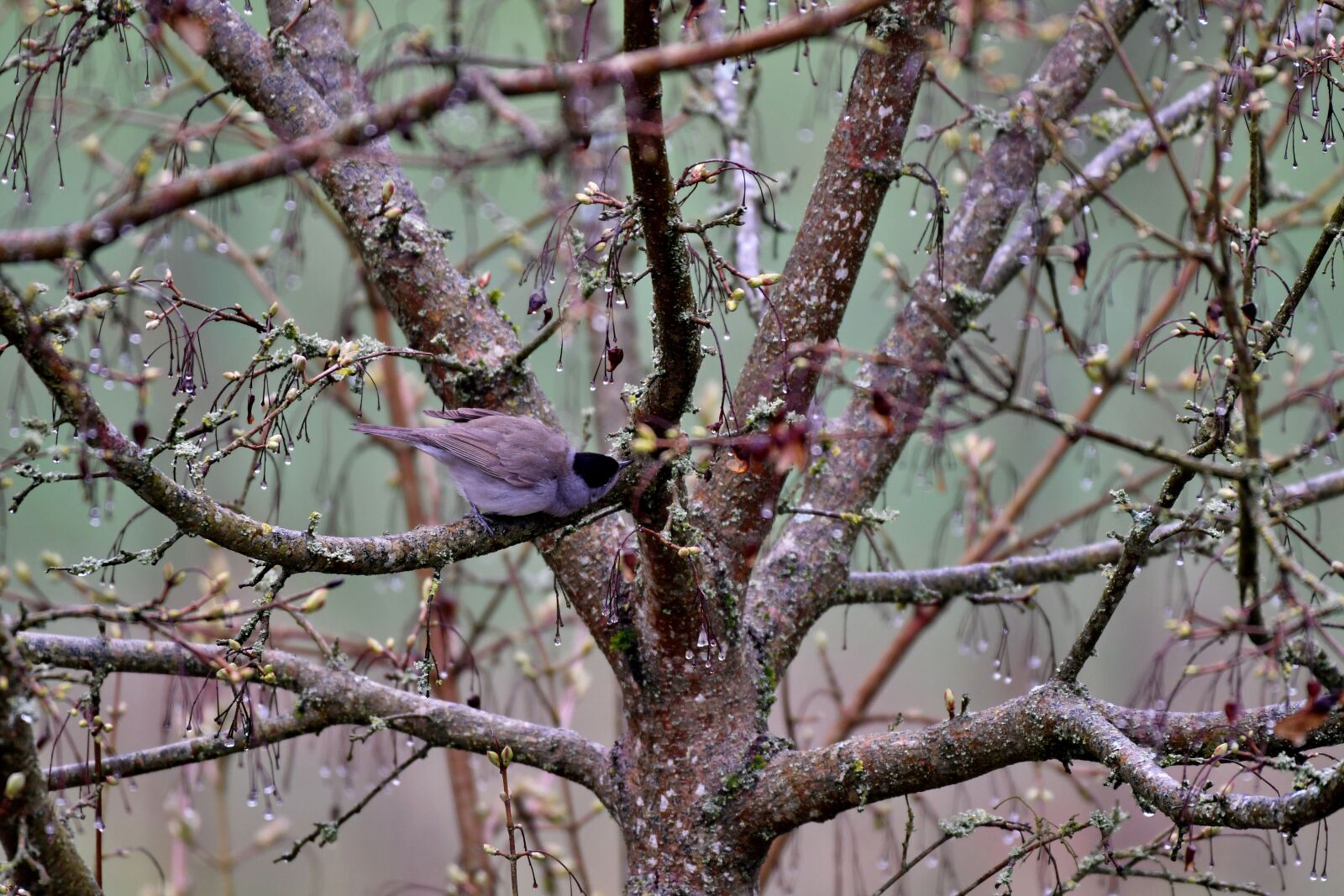 Nikon D500 sample photo. Bird, black-headed, nature photography