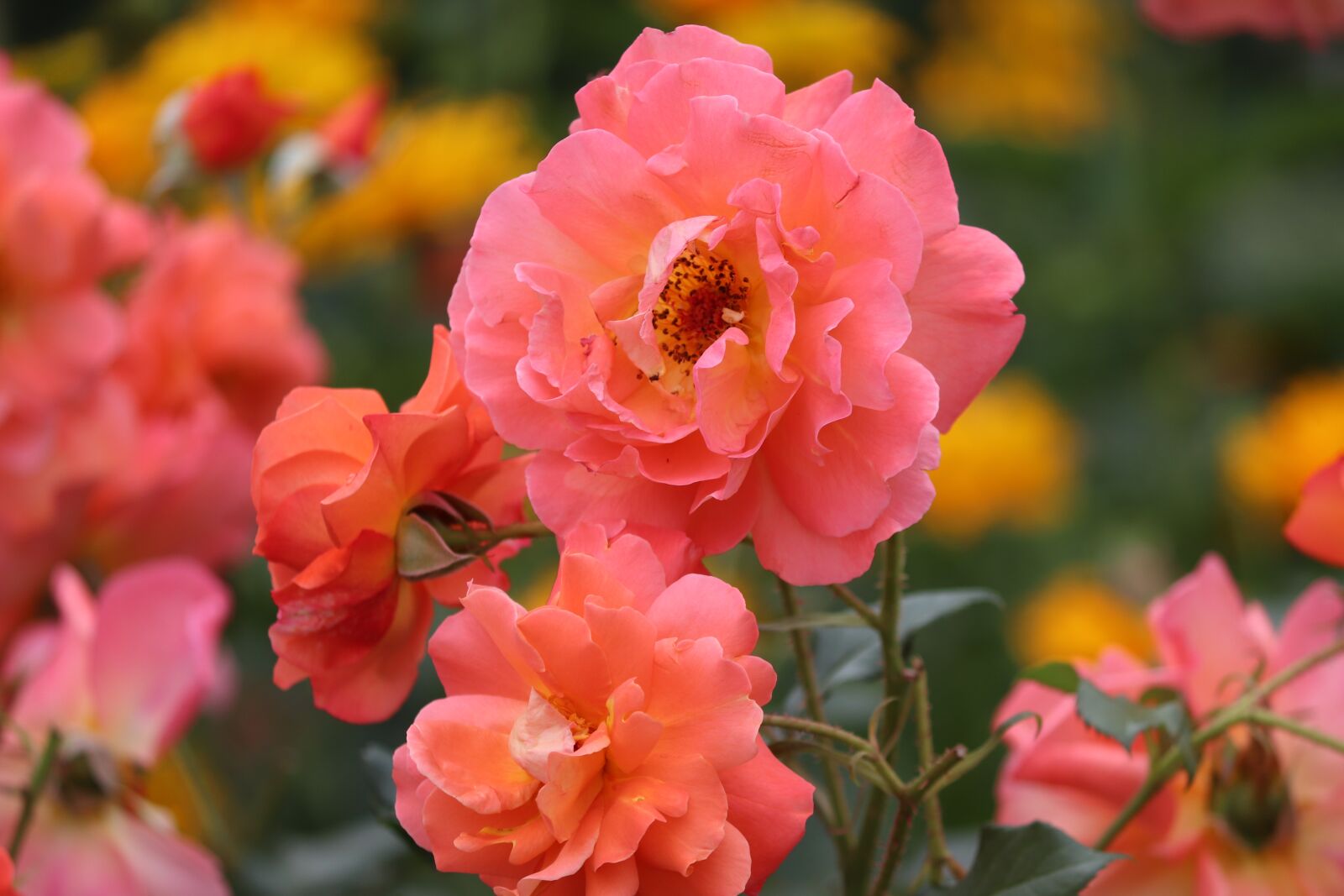 Canon EOS 200D (EOS Rebel SL2 / EOS Kiss X9) sample photo. Roses, salmon, rosebush photography