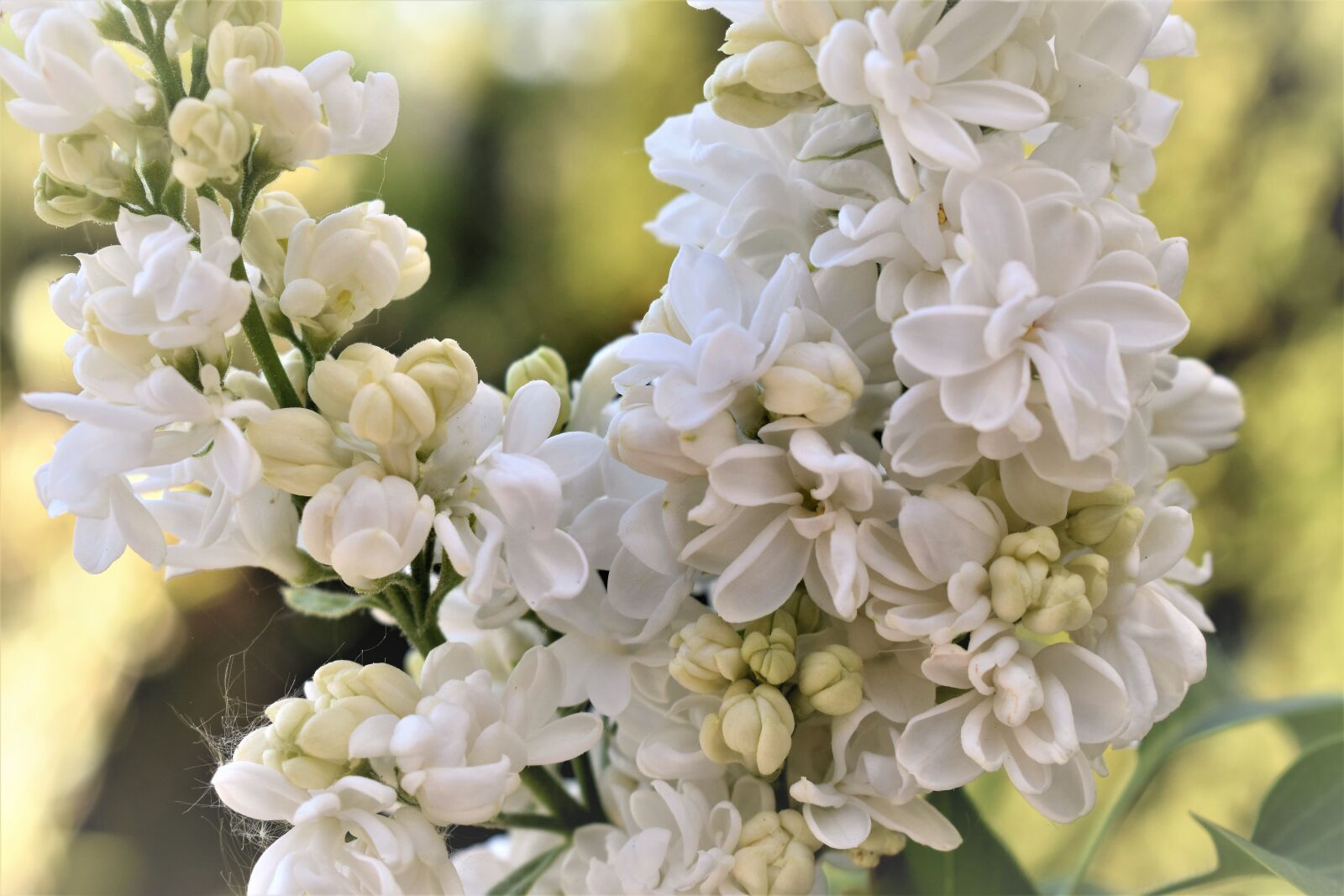 Nikon D5500 sample photo. Lilac, flower, flowers photography