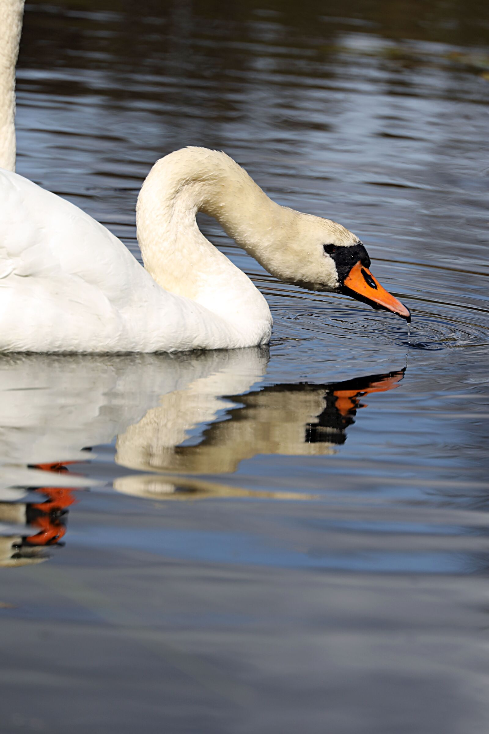 Canon EOS R sample photo. Swan, beak, bird photography