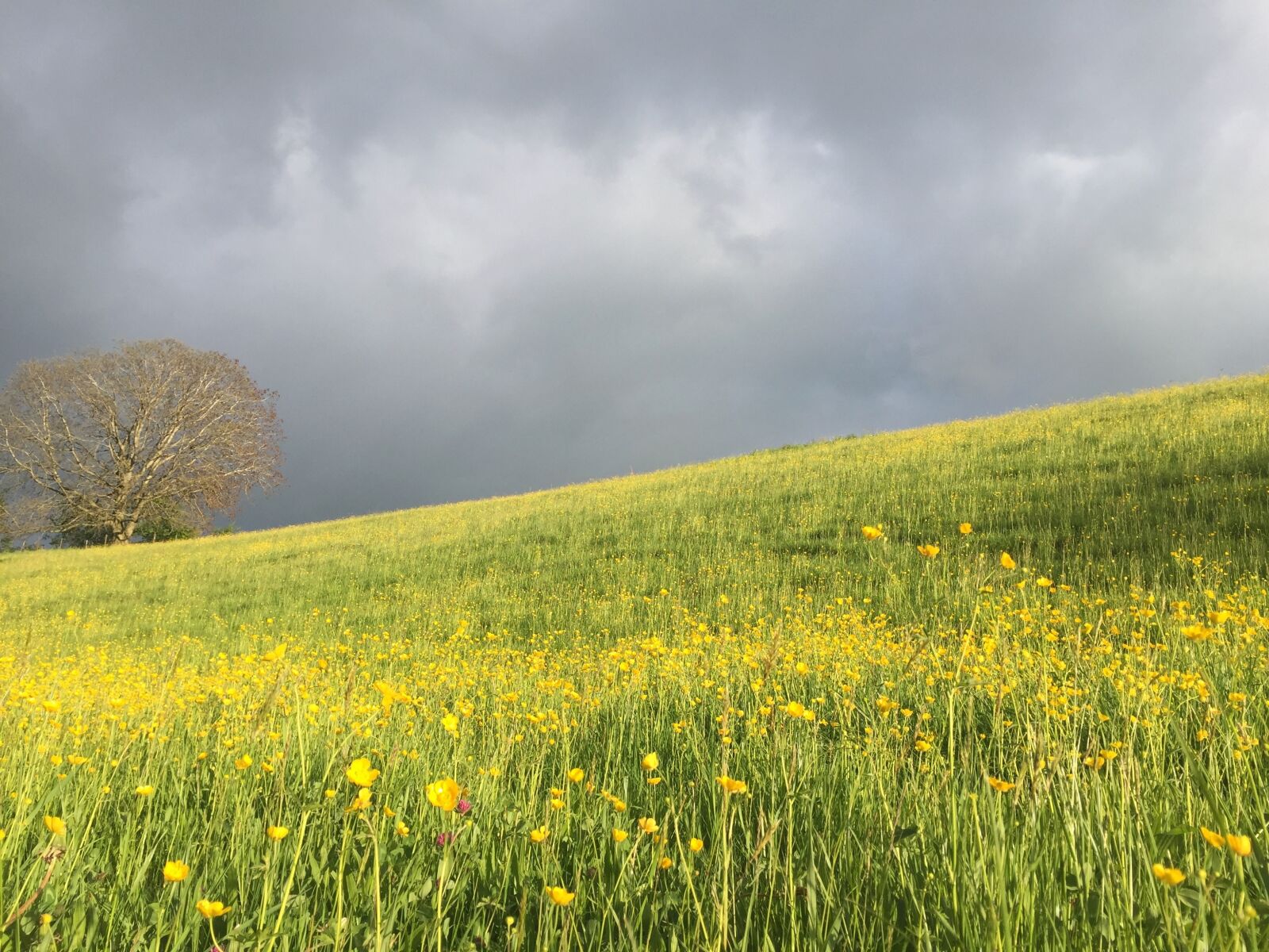 Apple iPhone 6 sample photo. Meadow, green, grass photography