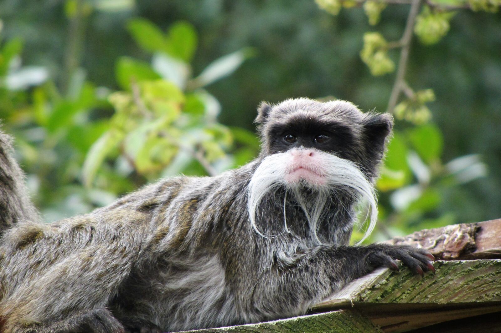 Canon PowerShot SX220 HS sample photo. Emperor tamarin, monkey, little photography