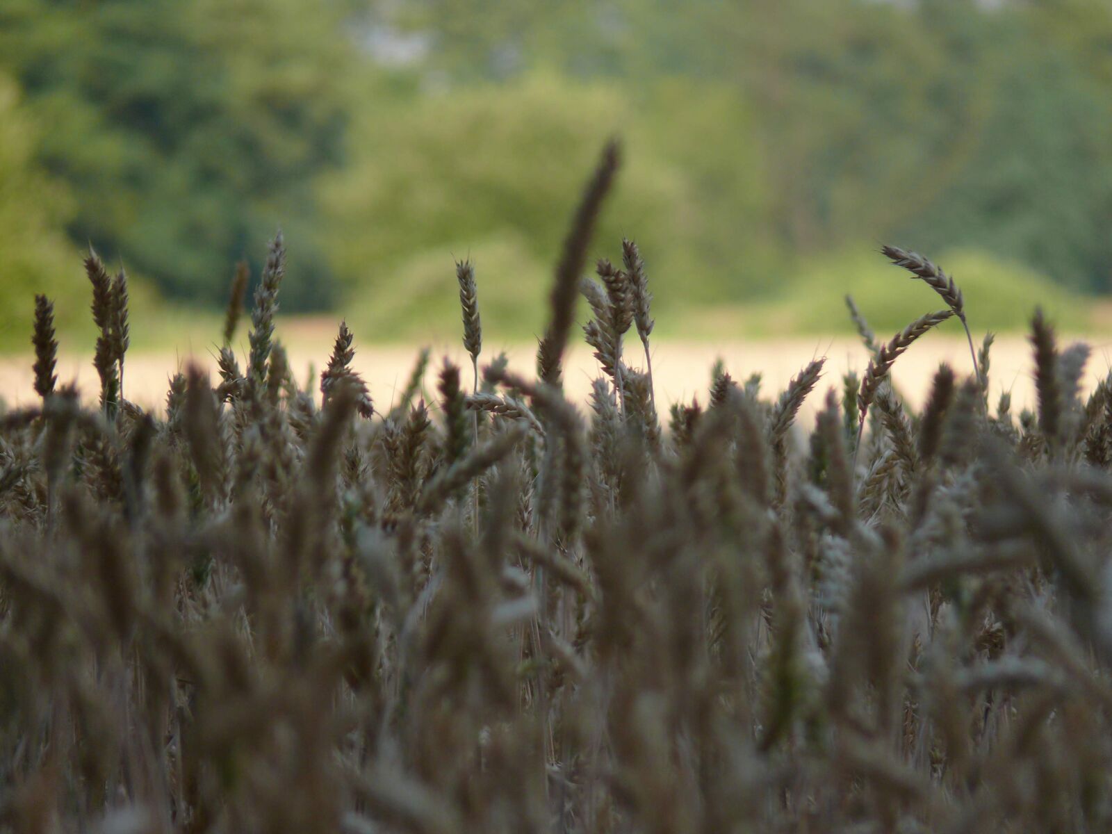 Panasonic DMC-FZ50 sample photo. Meadow, landscape, poland photography