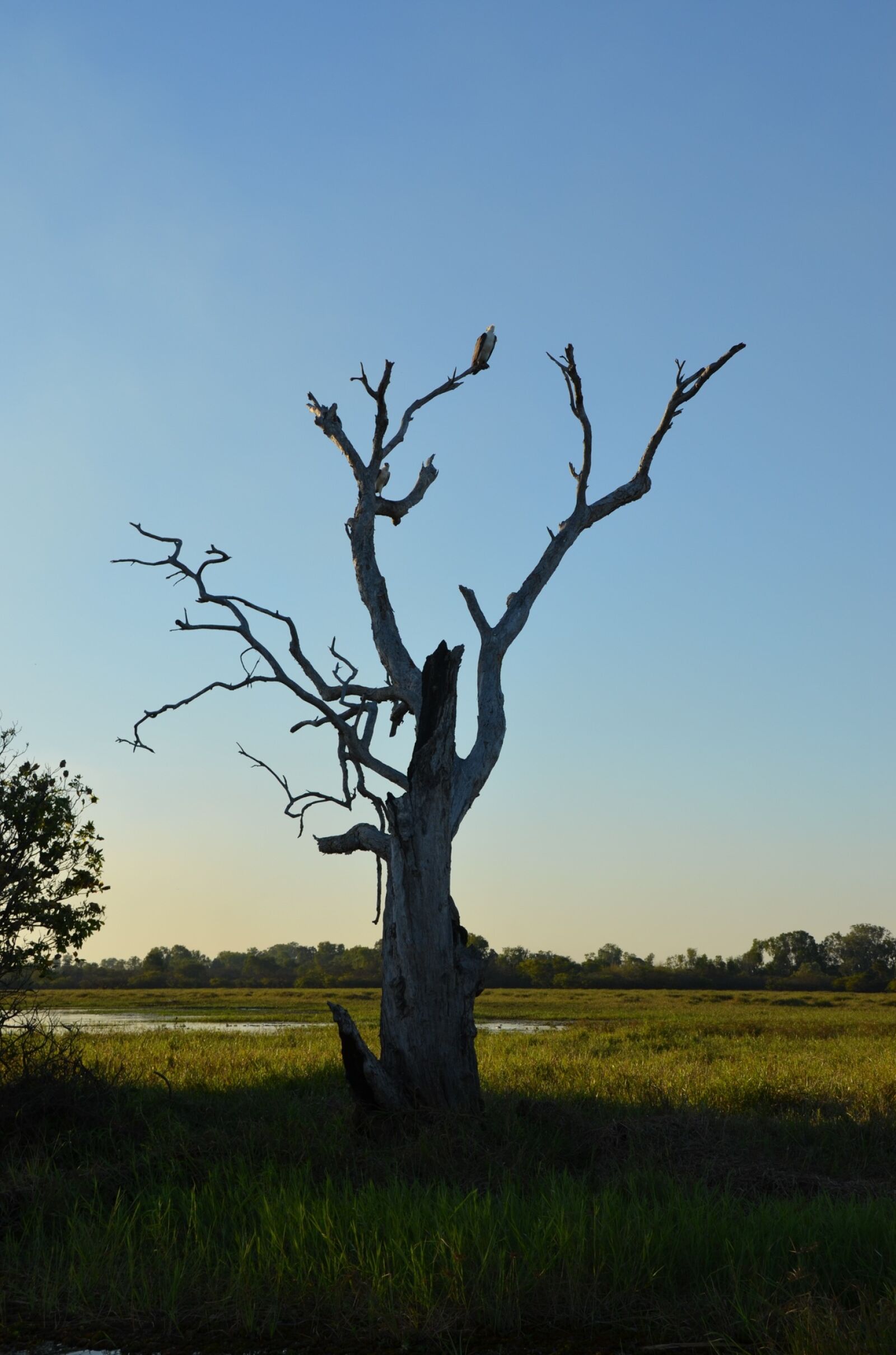 Nikon D5100 sample photo. Backlit, sunset, dead tree photography