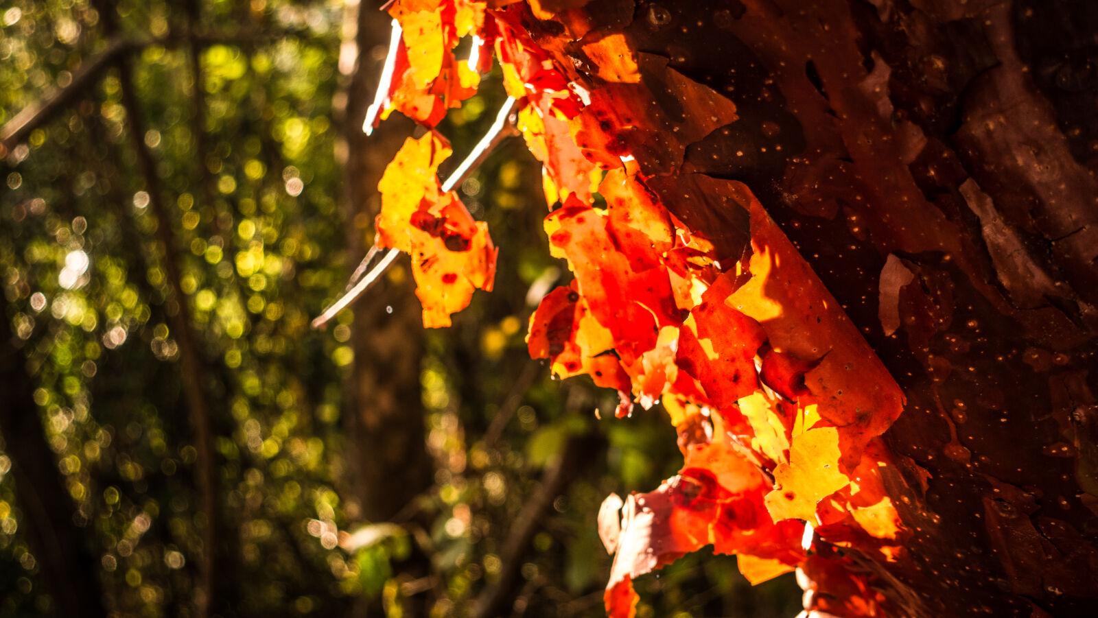 Sony Cyber-shot DSC-RX100 IV sample photo. Light, nature, red, refraction photography