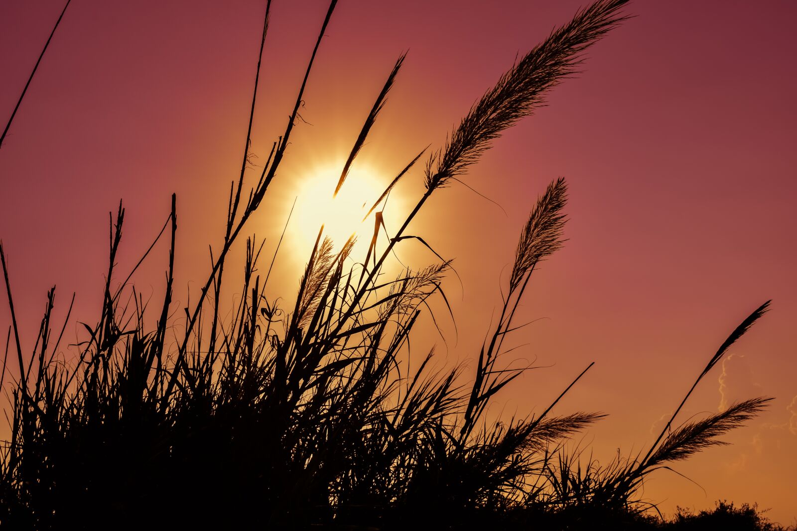 Nikon D3300 sample photo. Reeds, sun, sunset photography