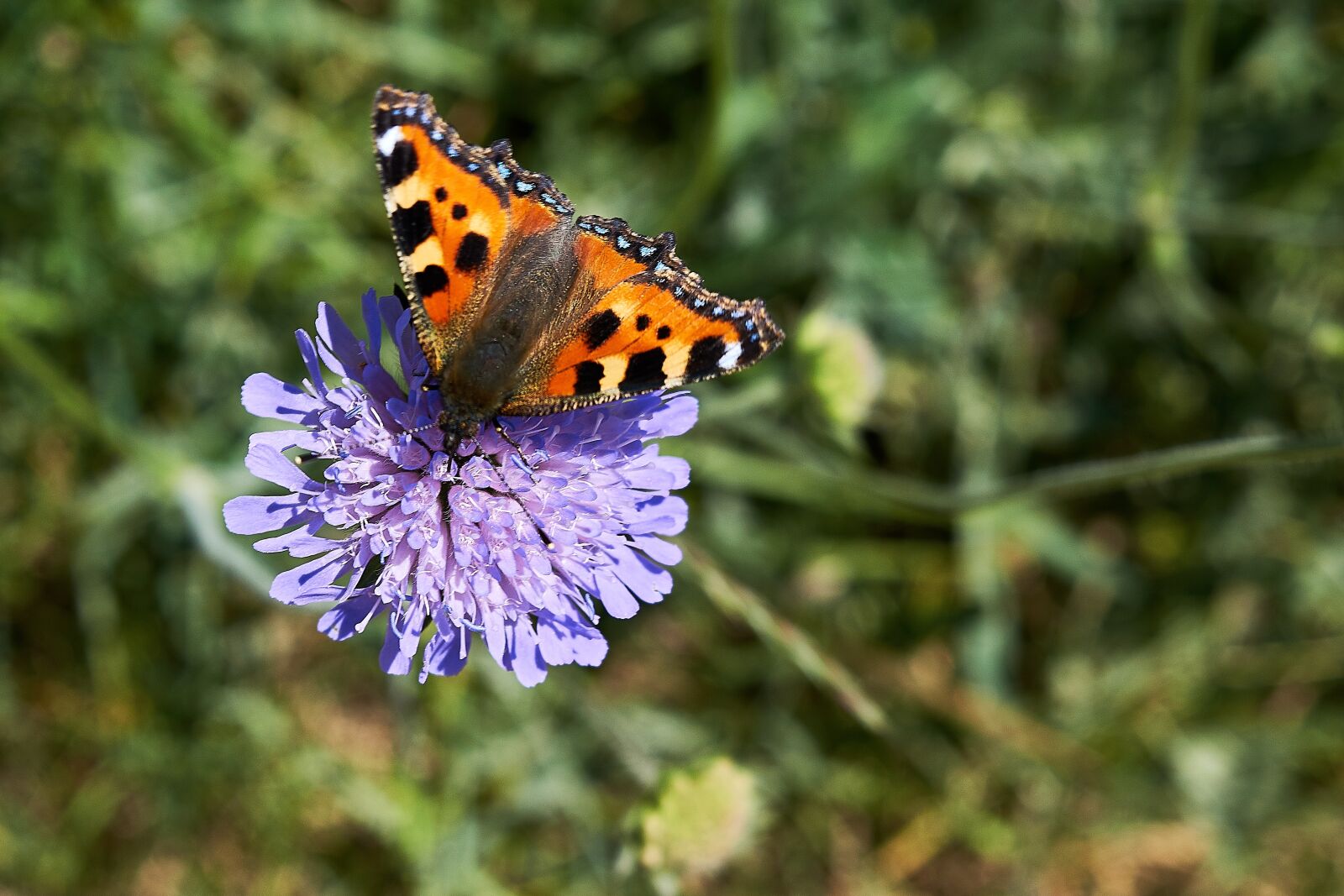 Nikon D5300 sample photo. Nature, insect, outdoors photography