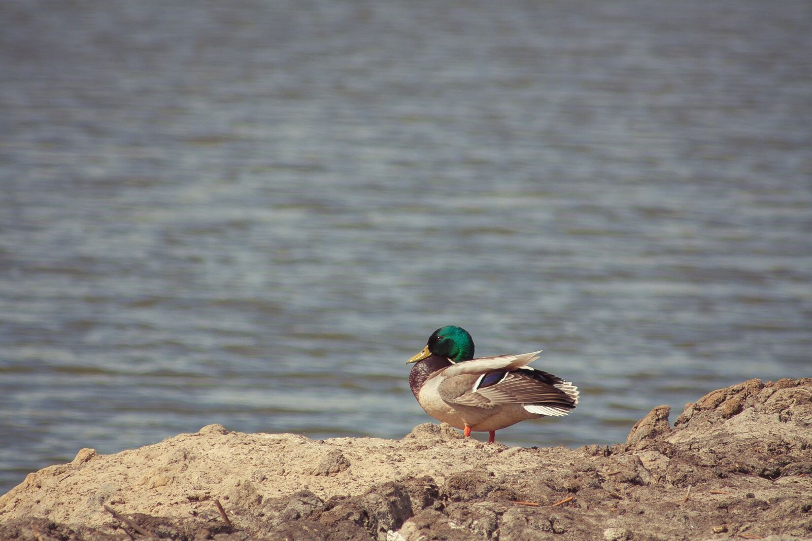 Canon EOS 450D (EOS Rebel XSi / EOS Kiss X2) sample photo. Bird, nature, animal photography