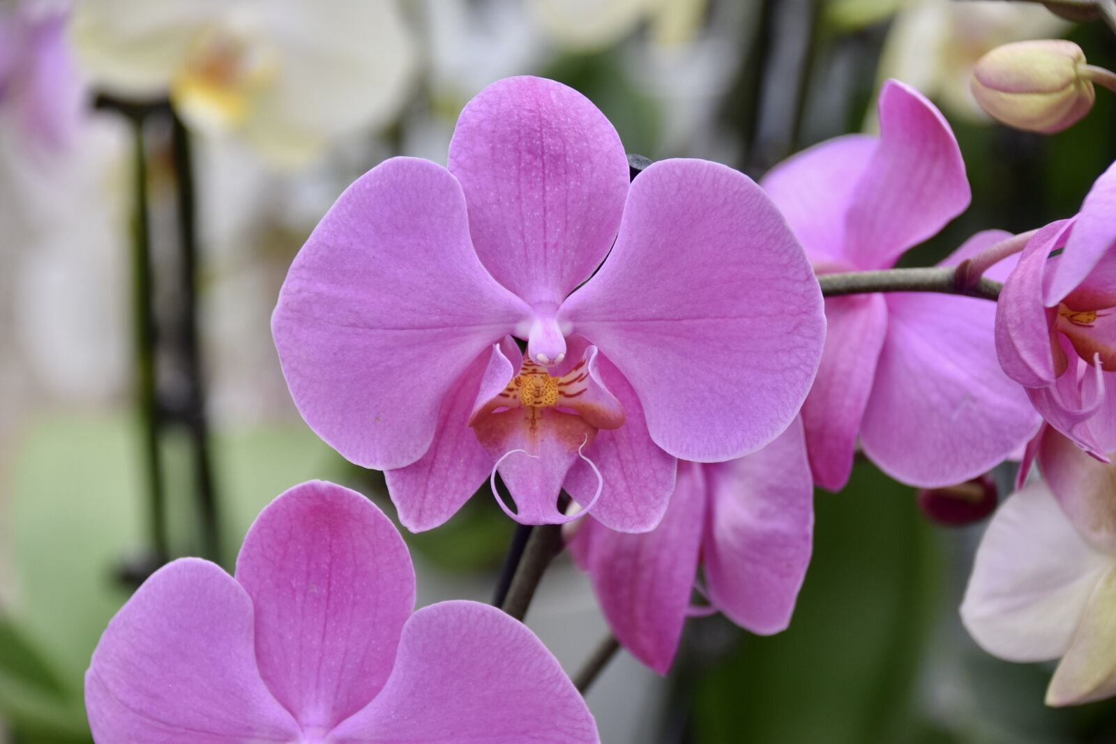 Nikon D5600 sample photo. Flower, orchid, pink flower photography