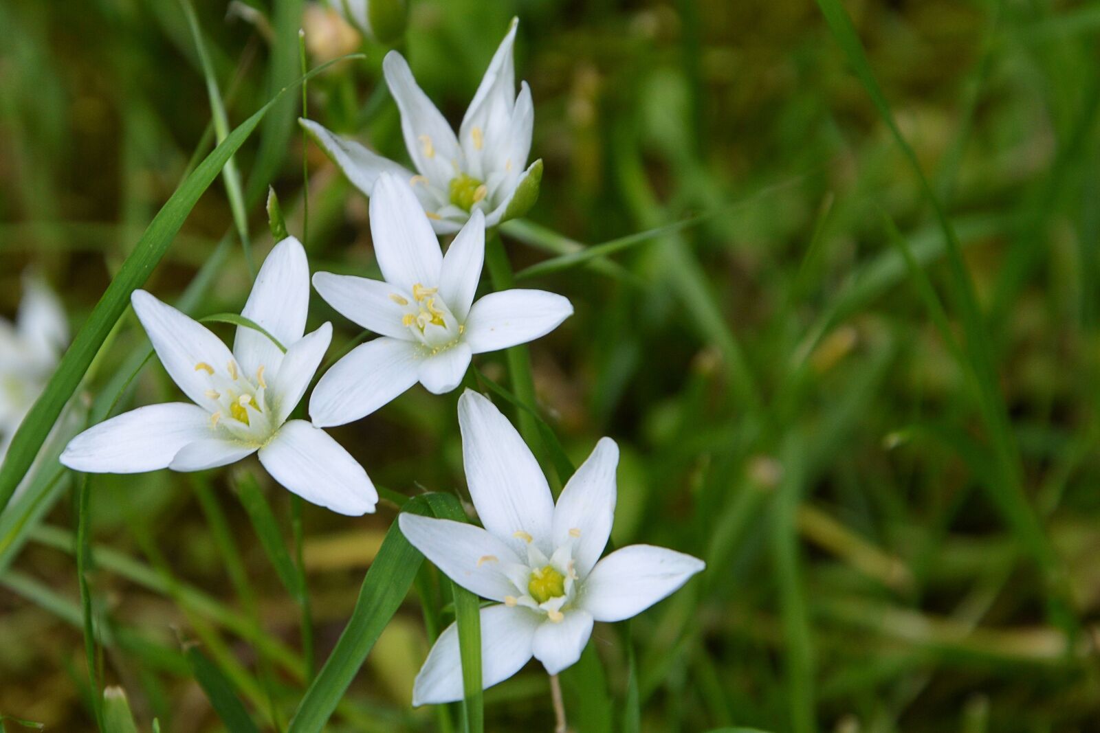 Nikon D3200 sample photo. Flowers, white, wildflowers photography