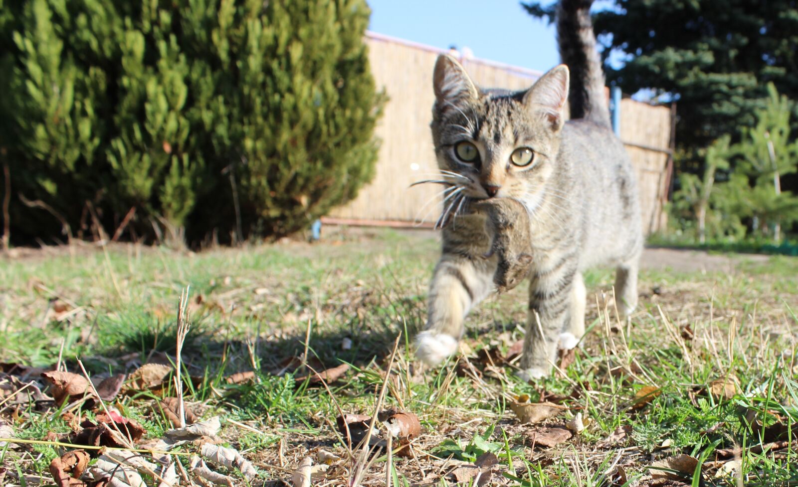 Canon EOS 600D (Rebel EOS T3i / EOS Kiss X5) sample photo. Cat, mouse, natur photography