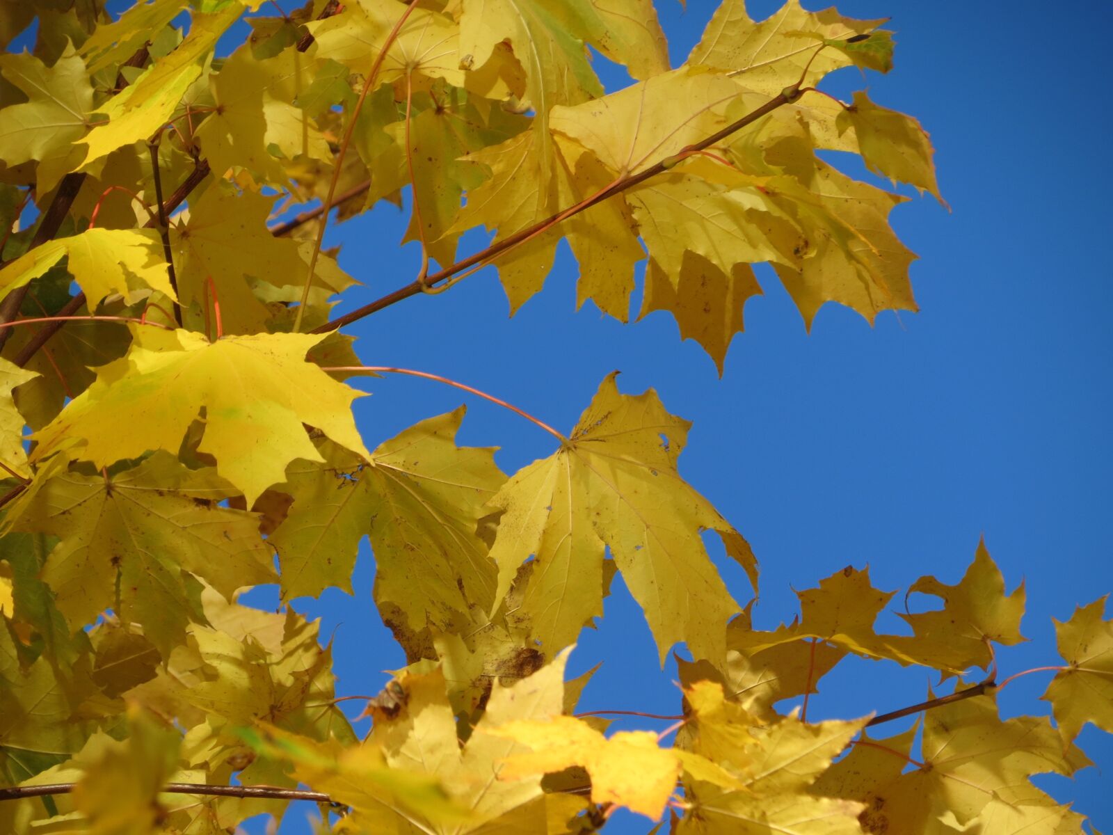 Canon PowerShot SX40 HS sample photo. Maple, yellow, autumn photography